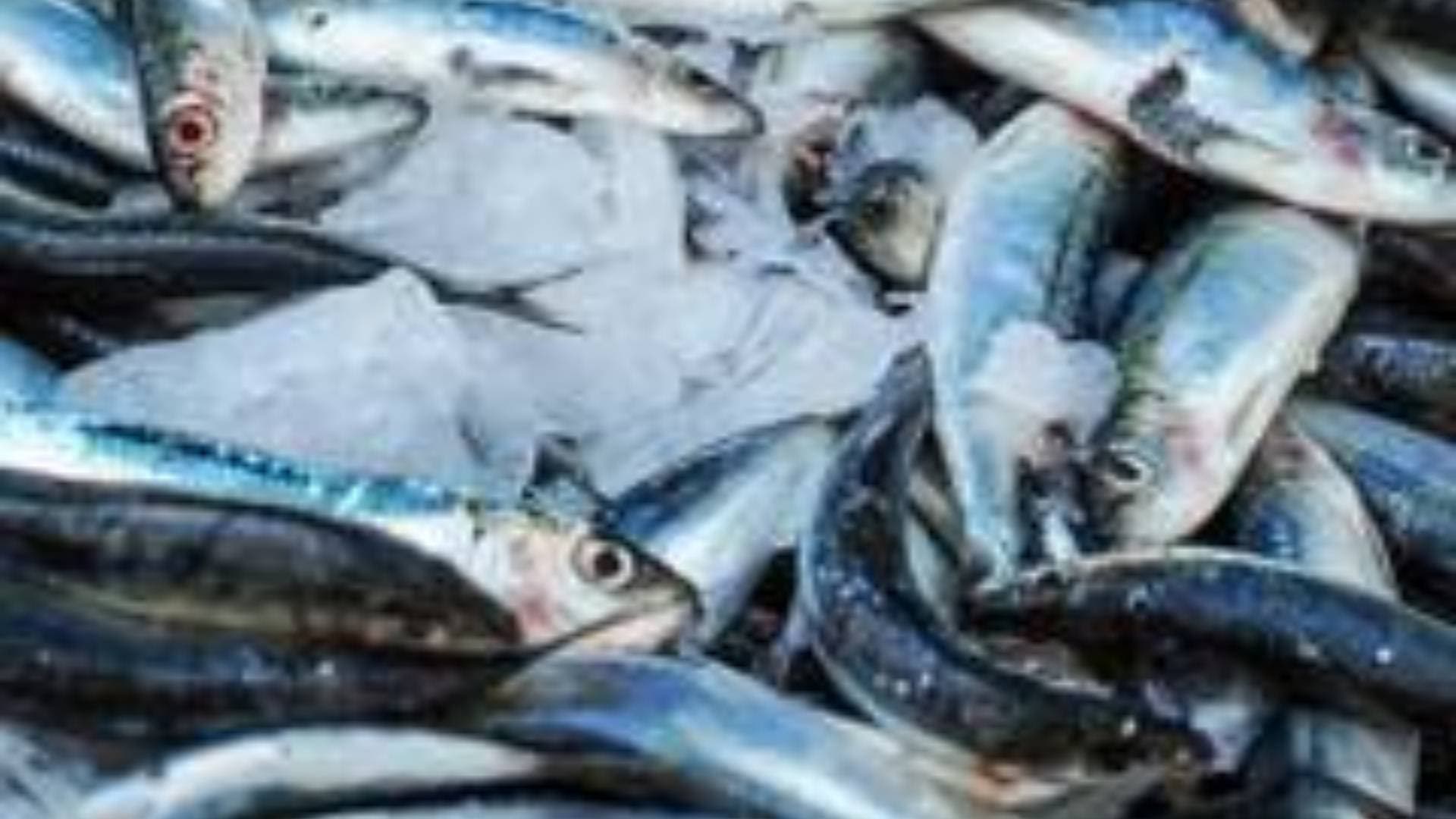 Gujarat Government Approves 25 Artificial Reefs For Fish Breeding