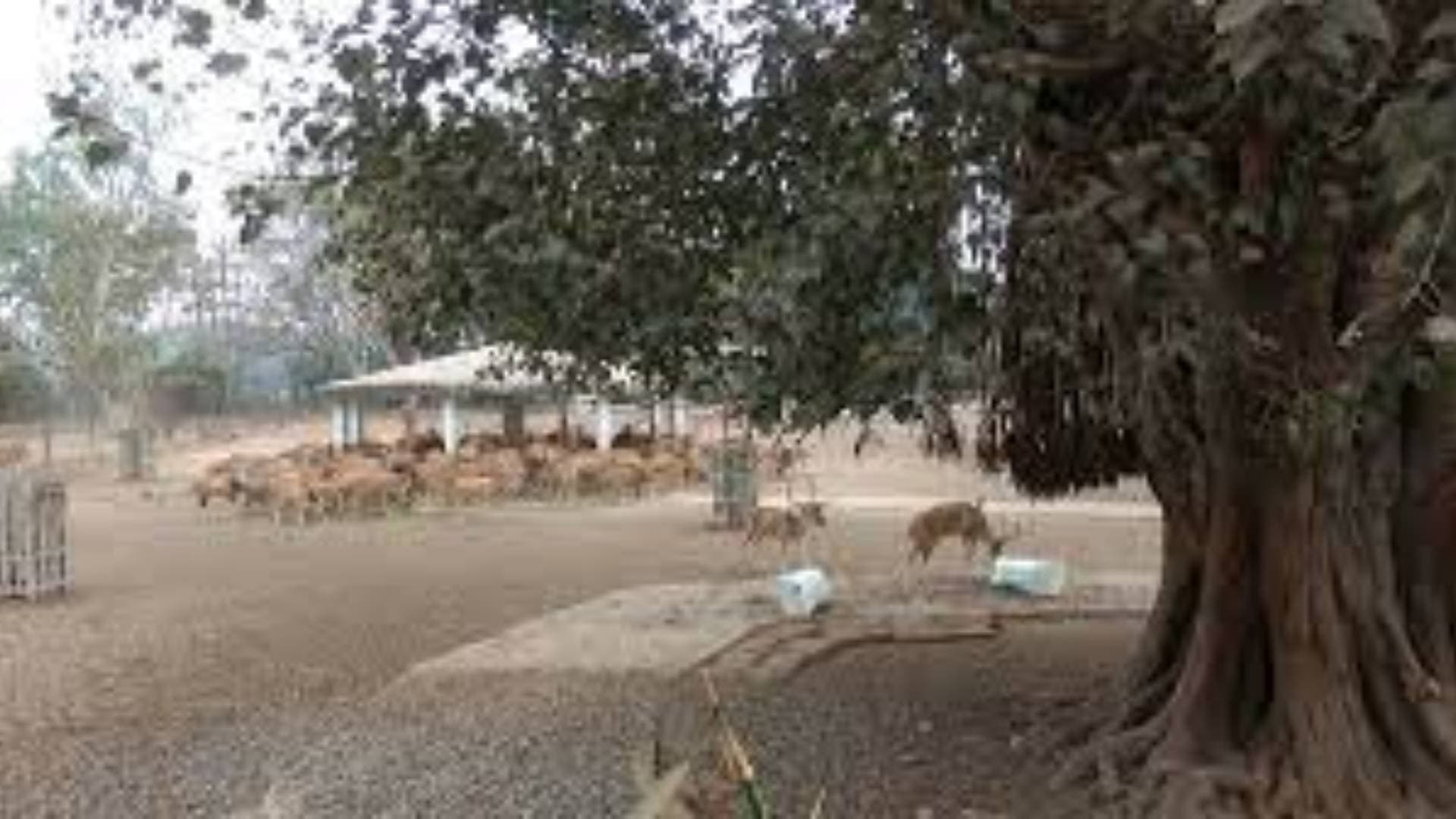 End Of An Era- Cuttack Deer Park To Shut Down, Stags To Be Shifted To Chandaka Jungle