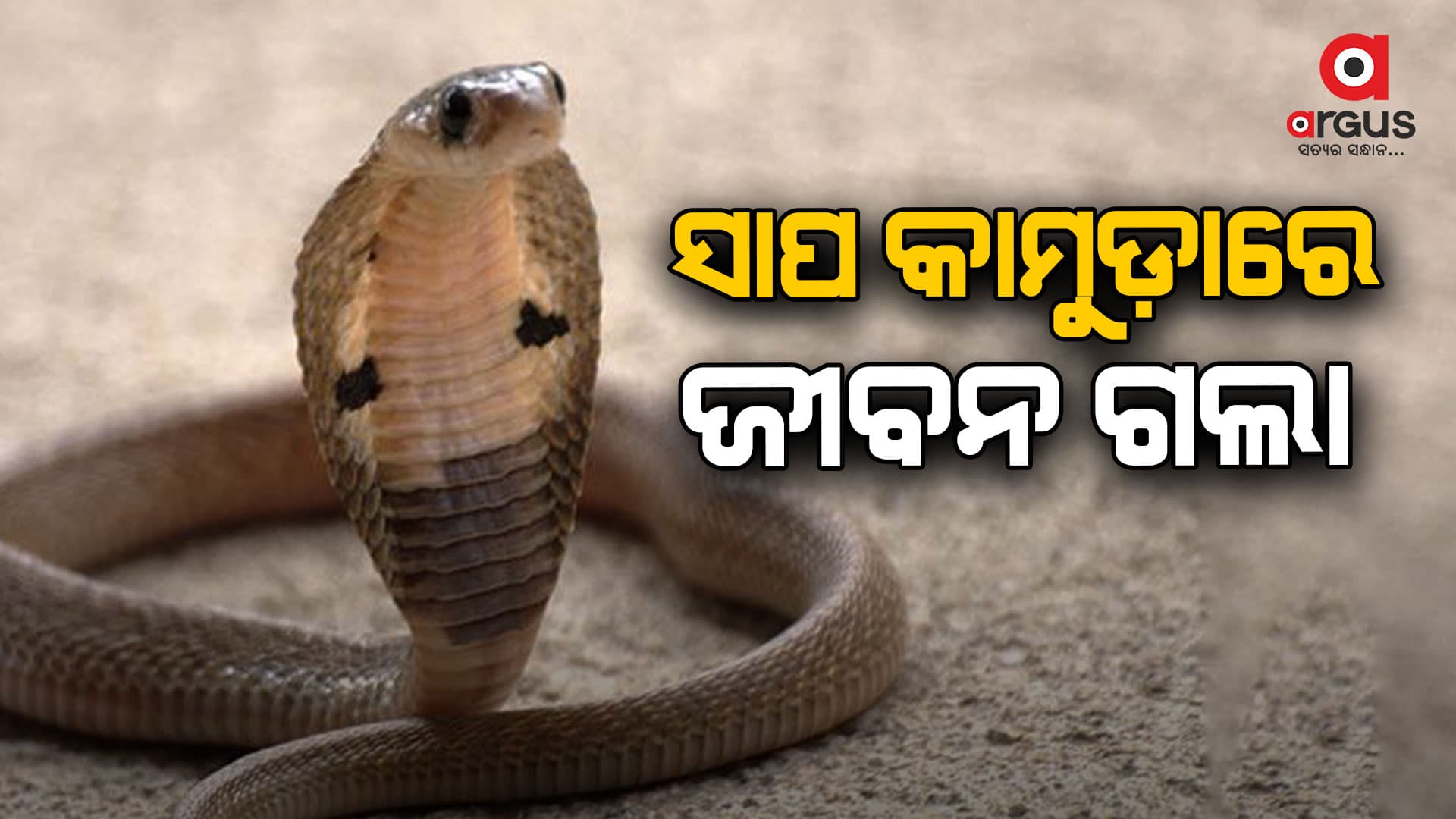 ସାପ କାମୁଡ଼ାରେ ଯୁବକ ମୃତ
