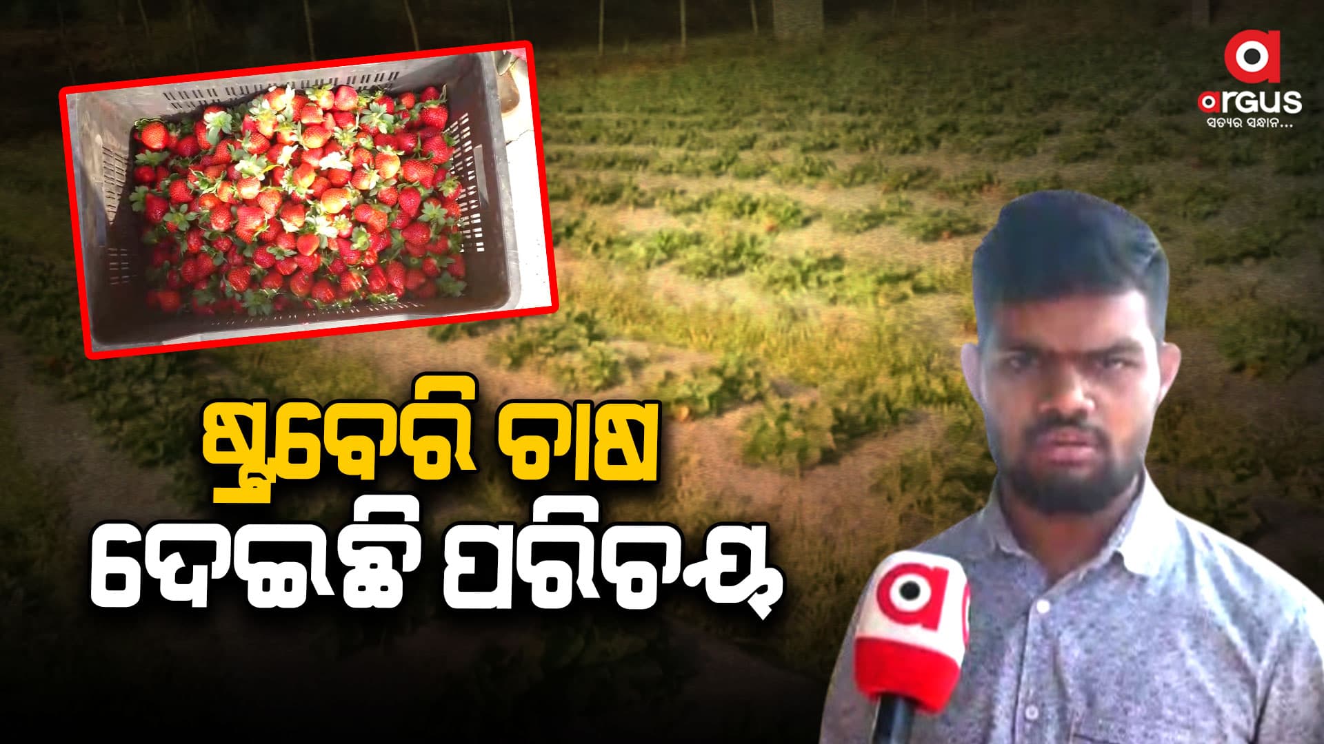 କନ୍ଧମାଳ ଷ୍ଟ୍ରବେରି ଏବେ ରୋଜଗାର ଦେଉଛି