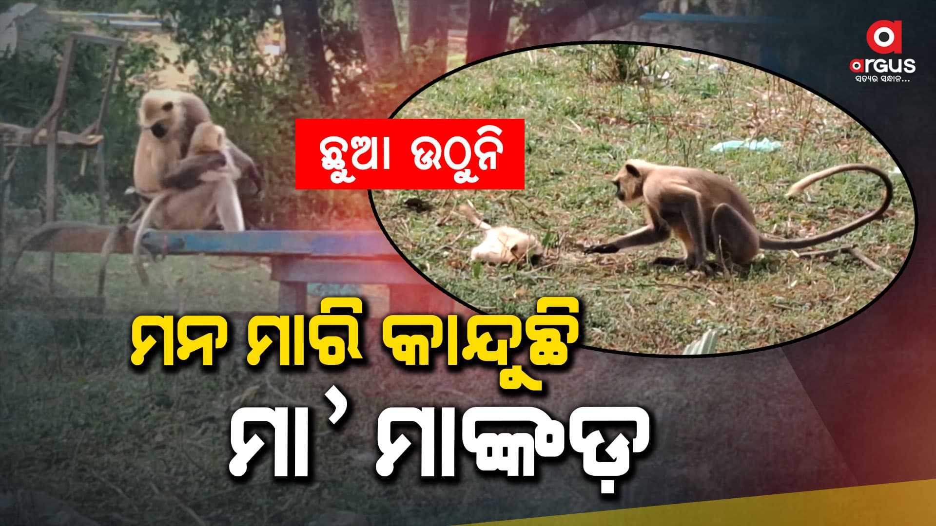 କାନ୍ଦିକାନ୍ଦି ନୟାନ୍ତ ହେଲାଣି ମା' ମାଙ୍କଡ 
