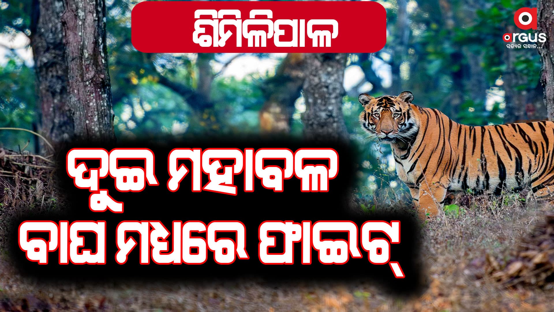 ଶିମିଳିପାଳରେ ବାଘ ଫାଇଟ୍