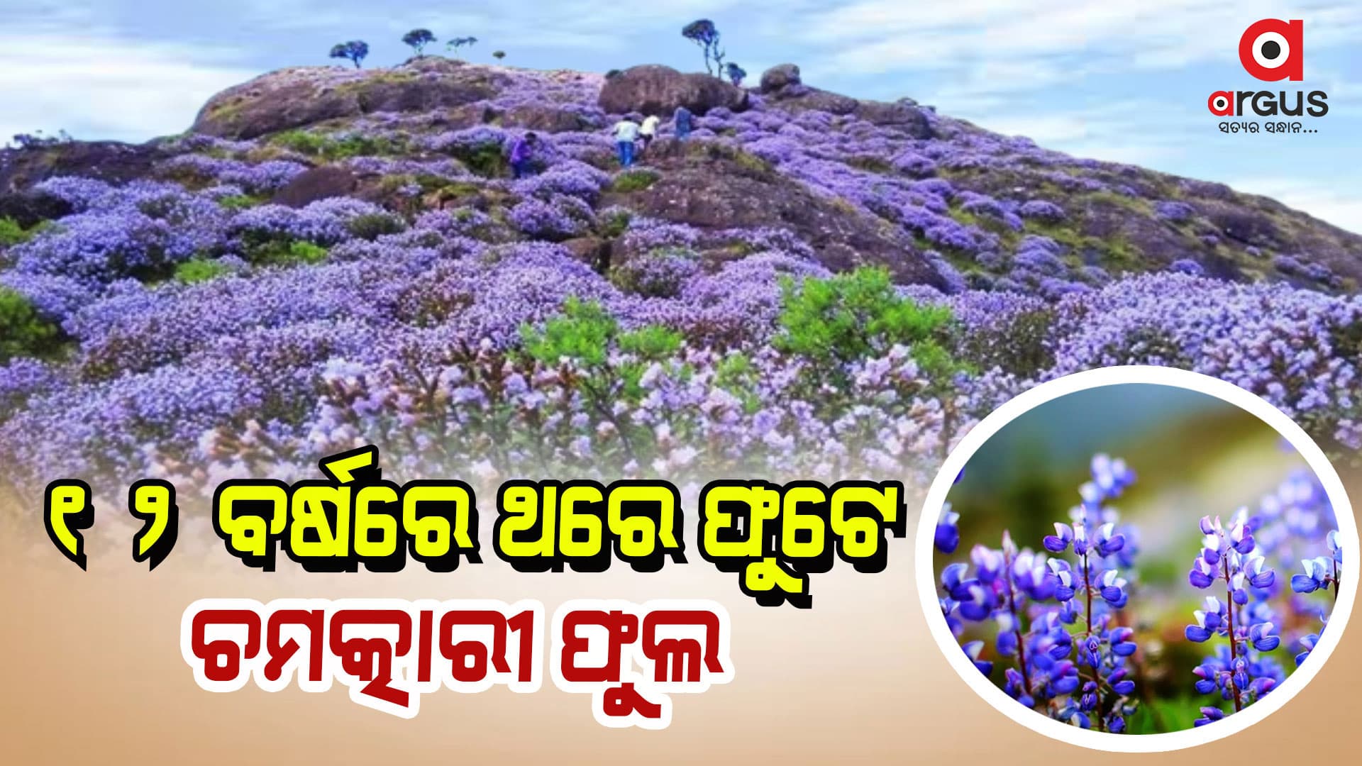 ମହକୁଛି ପାହାଡ, ଫୁଟିଲା ଫୁଲ