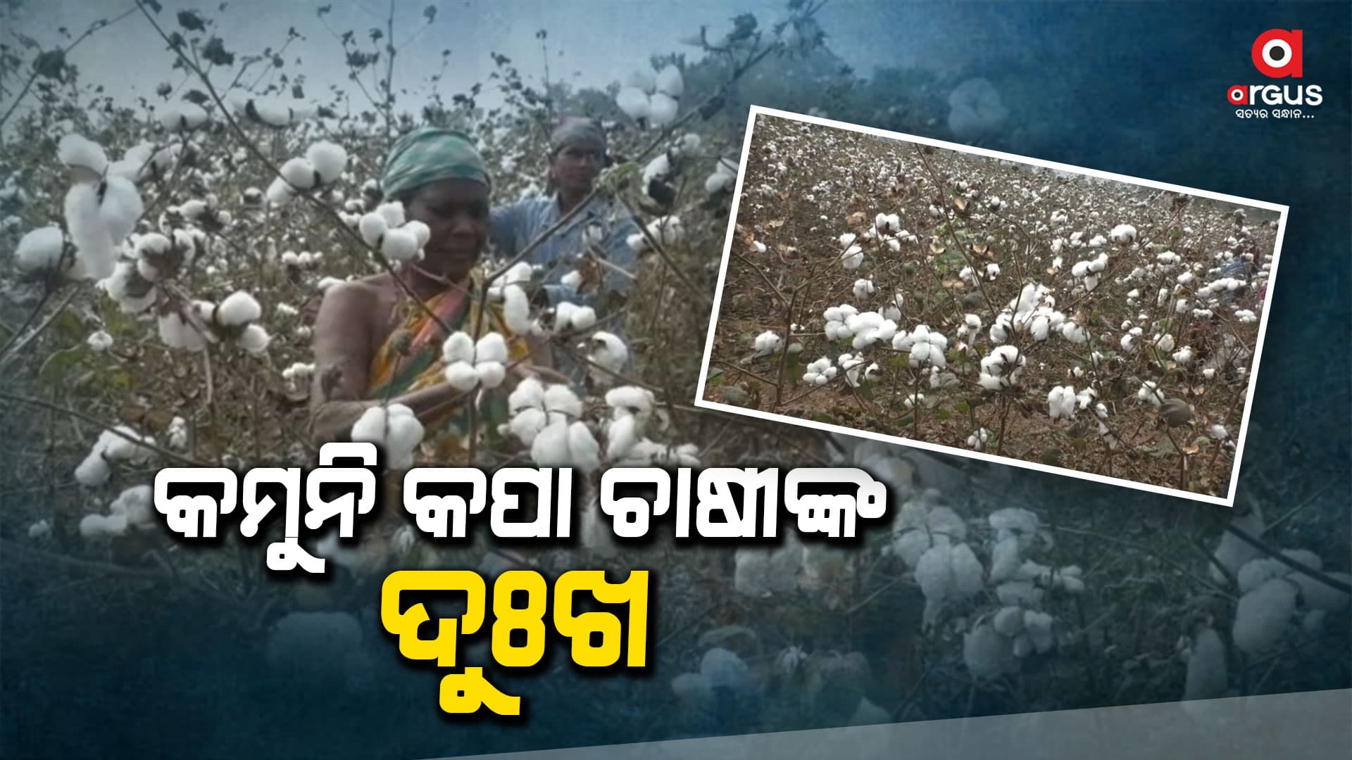 କପା ବିକିବା ପାଇଁ ମଣ୍ଡିର ବ୍ୟବସ୍ଥା ନାହିଁ