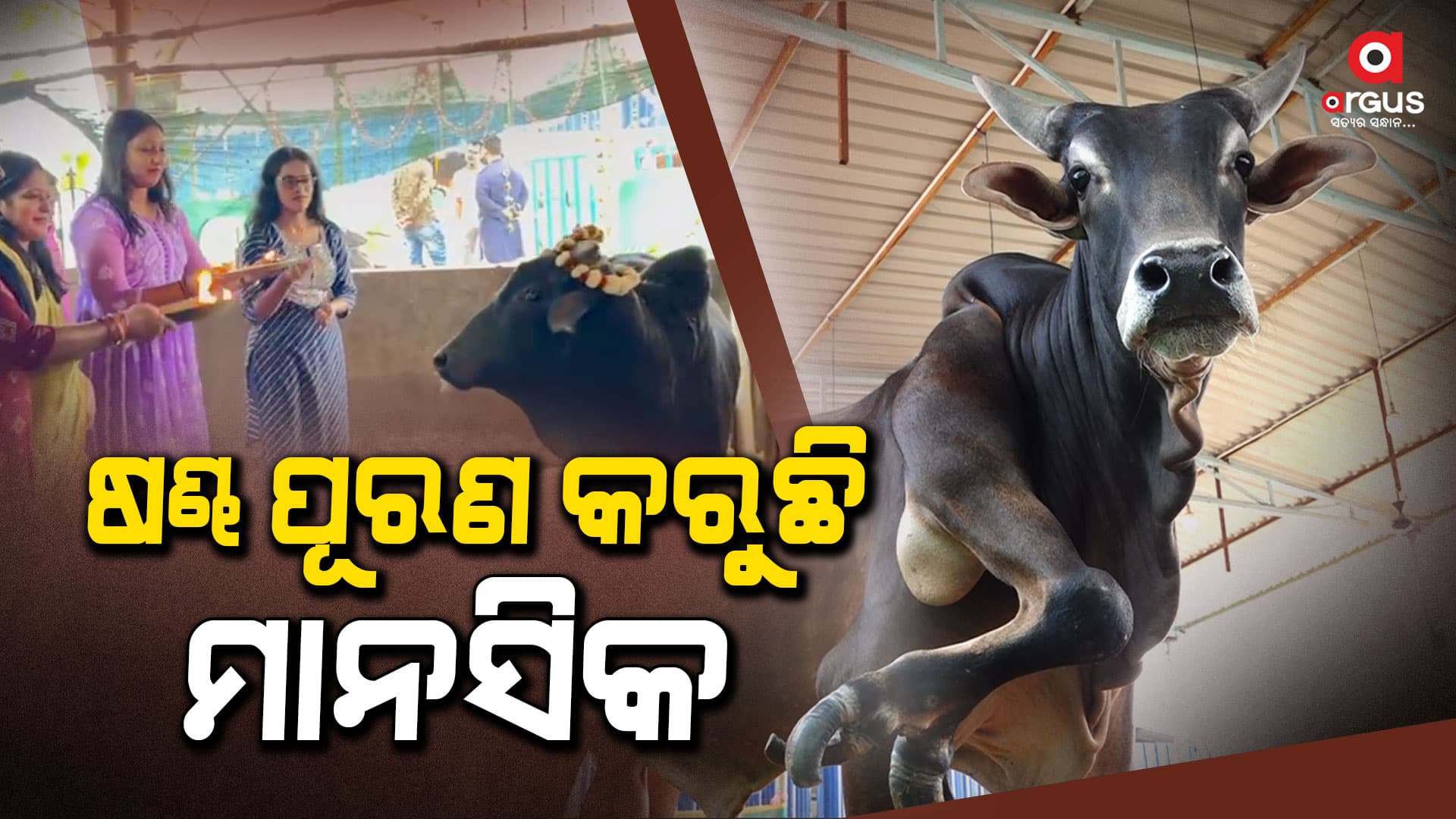 ବିଶ୍ୱାସ ନା ଅନ୍ଧବିଶ୍ୱାସ : ମାନସିକ ପୂରଣ କରୁଛି ଷଣ୍ଢ
