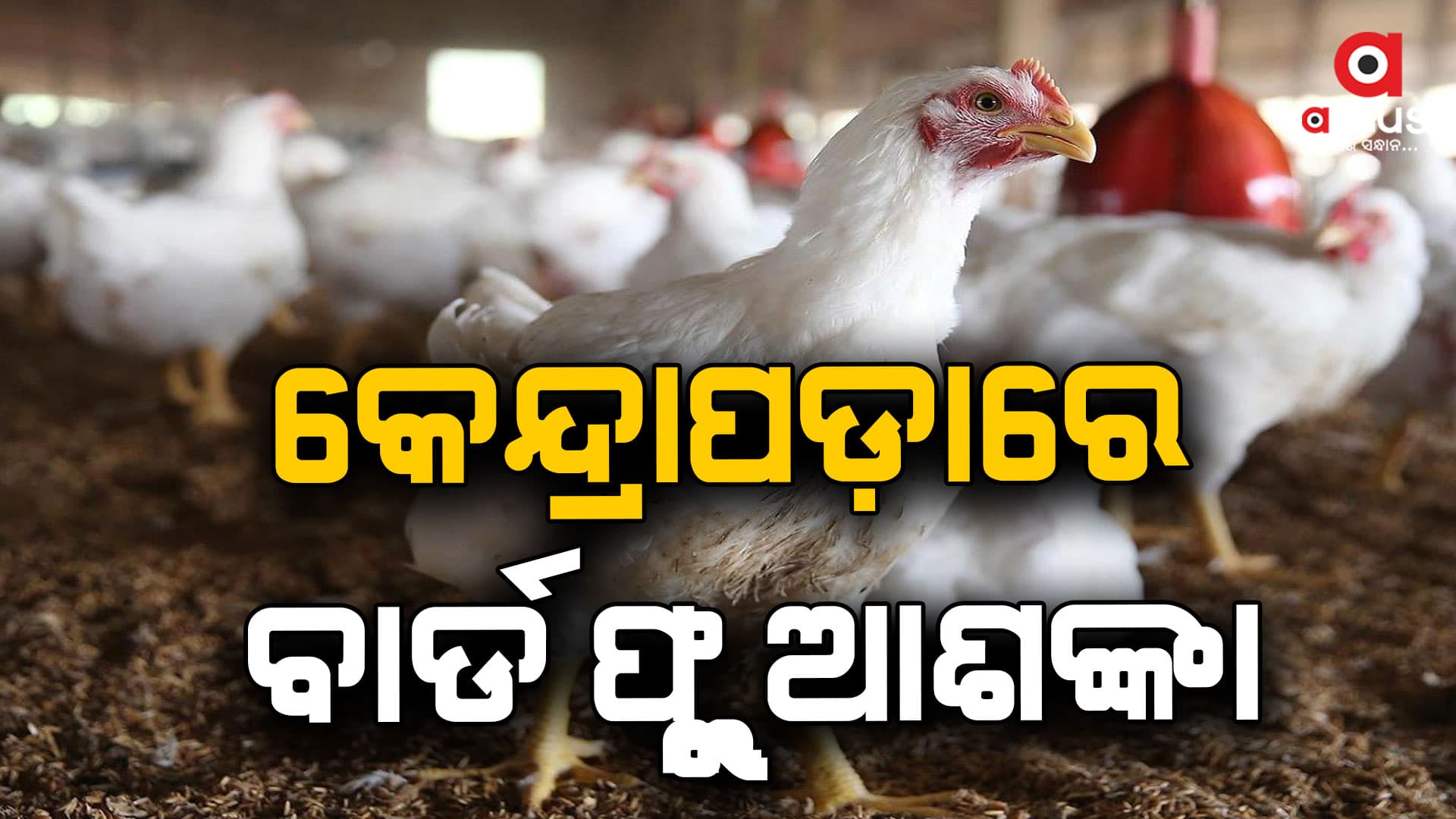 ପୁରୀ, ଖୋର୍ଦ୍ଧା ପରେ କେନ୍ଦ୍ରାପଡ଼ାରେ ବାର୍ଡ ଫ୍ଲୁ ଆଶଙ୍କା 