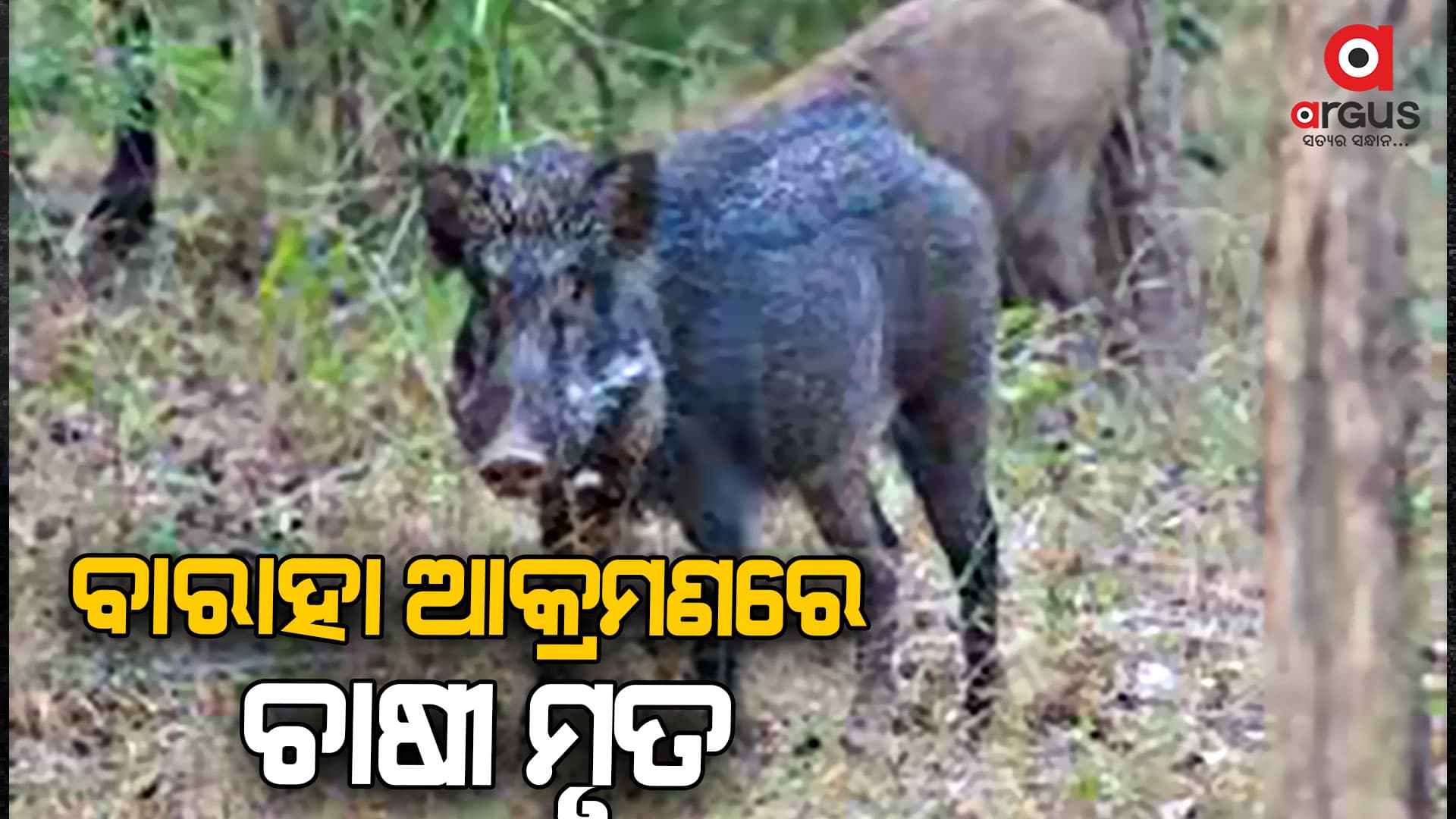 ବିଲରେ ପାଣି ମଡ଼ଉଥିବା ବେଳେ ଆକ୍ରମଣ କଲା ବାରାହା