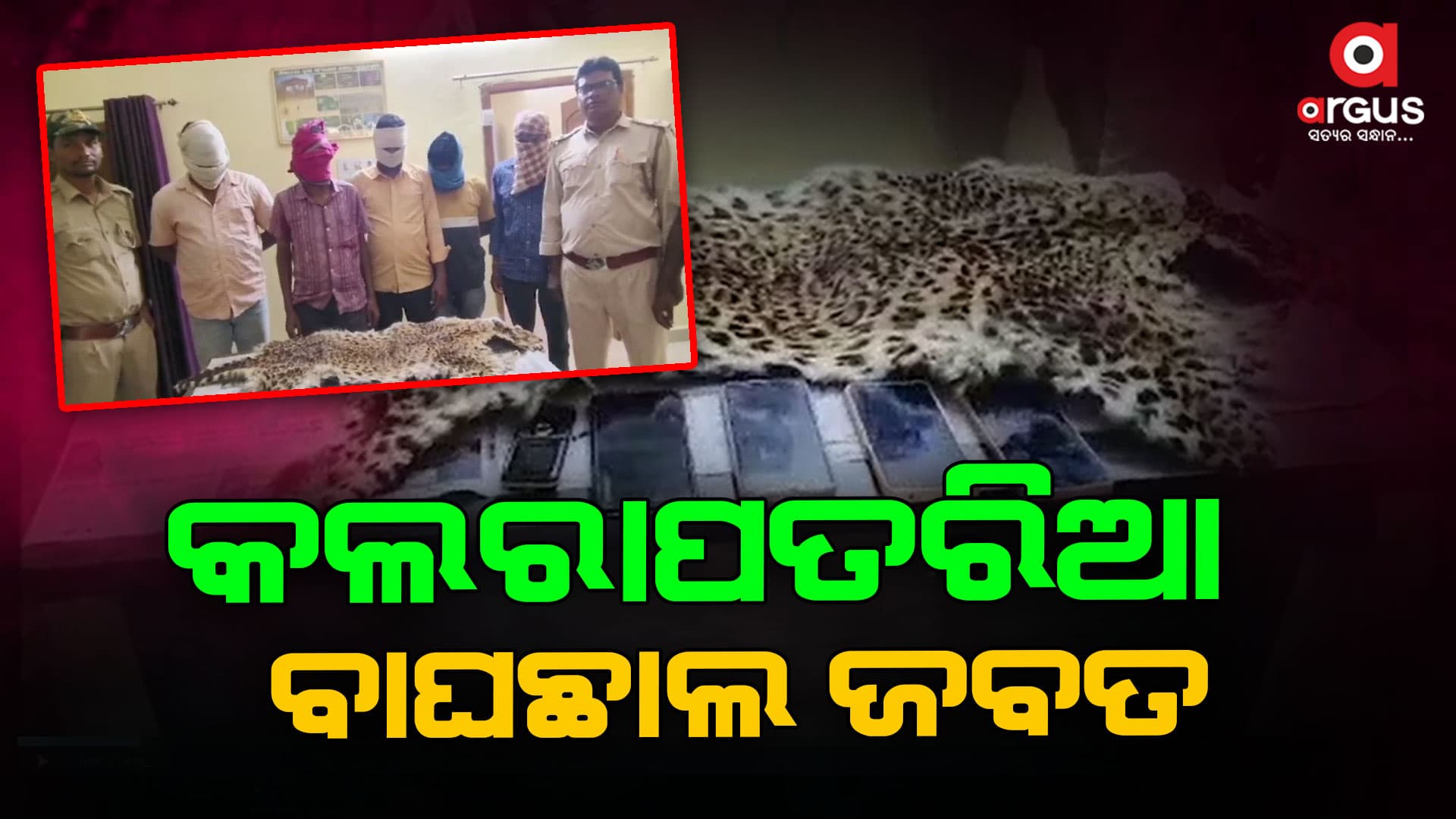 ବାଘଛାଲ ଡିଲ ବେଳେ ଧରିଲା ବନବିଭାଗ,  ବାଘଛାଲ ଜବତ ସହ ୫ ଅଭିଯୁକ୍ତ ଗିରଫ