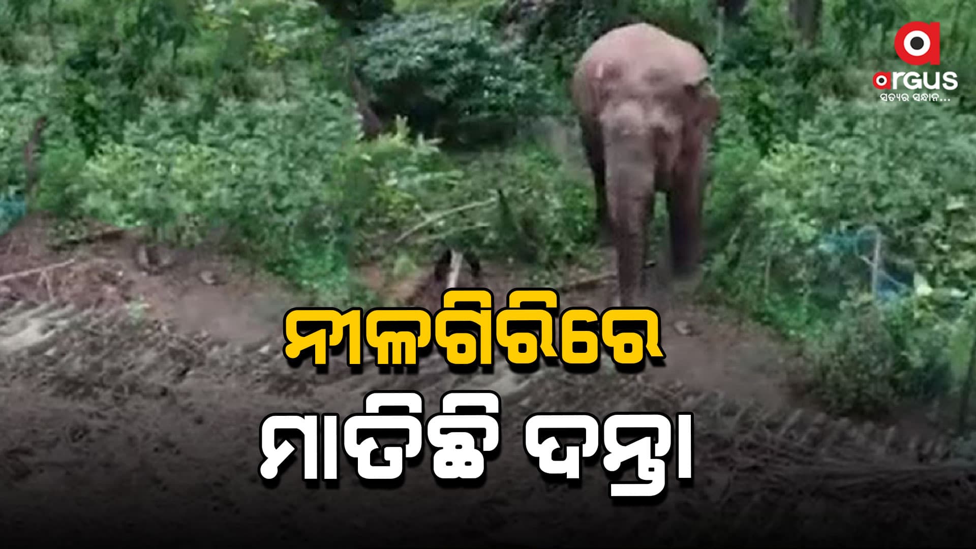 ନୀଳଗିରିରେ ଉପଦ୍ରବ ଖେଳାଇଲା ହାତୀ: ଭିଡିଓ ଭାଇରାଲ