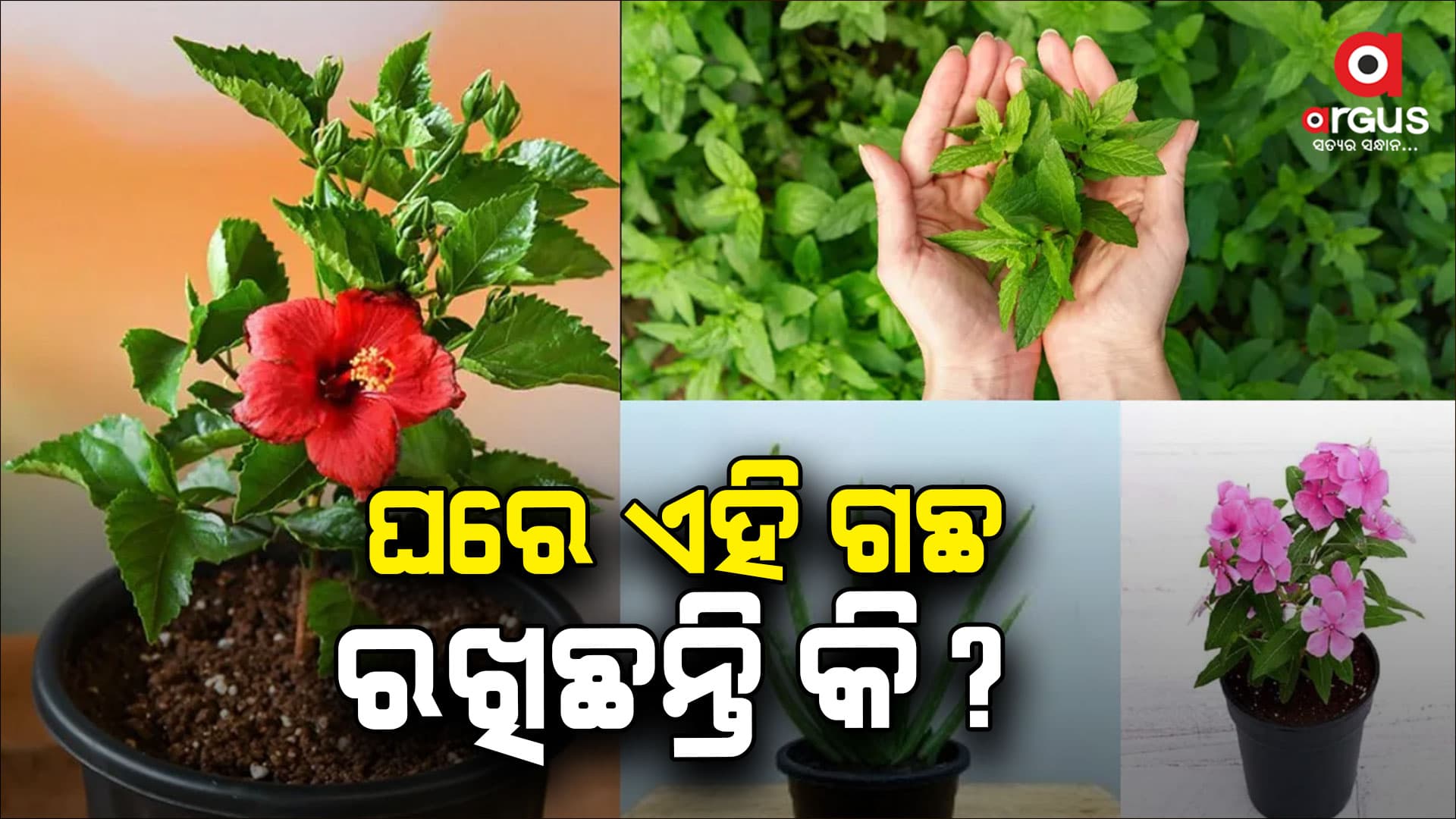 ସବୁଠାରୁ ଗୁରୁତ୍ୱପୂର୍ଣ୍ଣ ଆୟୁର୍ବେଦିକ ଔଷଧ ଗଛ ଏବଂ ସେମାନଙ୍କର ବ୍ୟବହାର