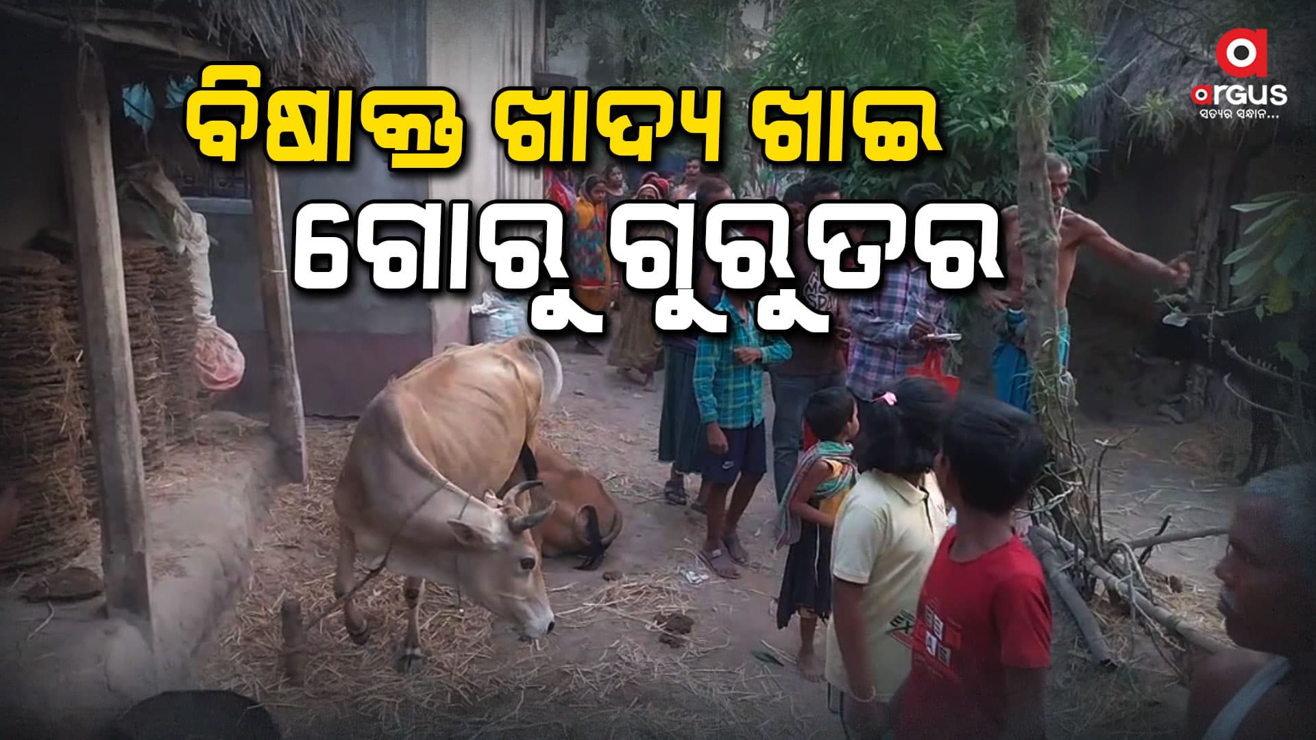 ୧୫ର ଗୋରୁଙ୍କ ମୃତ୍ୟୁ ଘଟିଥିବା ବେଳେ ୨୦ରୁ ଅଧିକ ଗୋରୁ ଗୁରୁତର