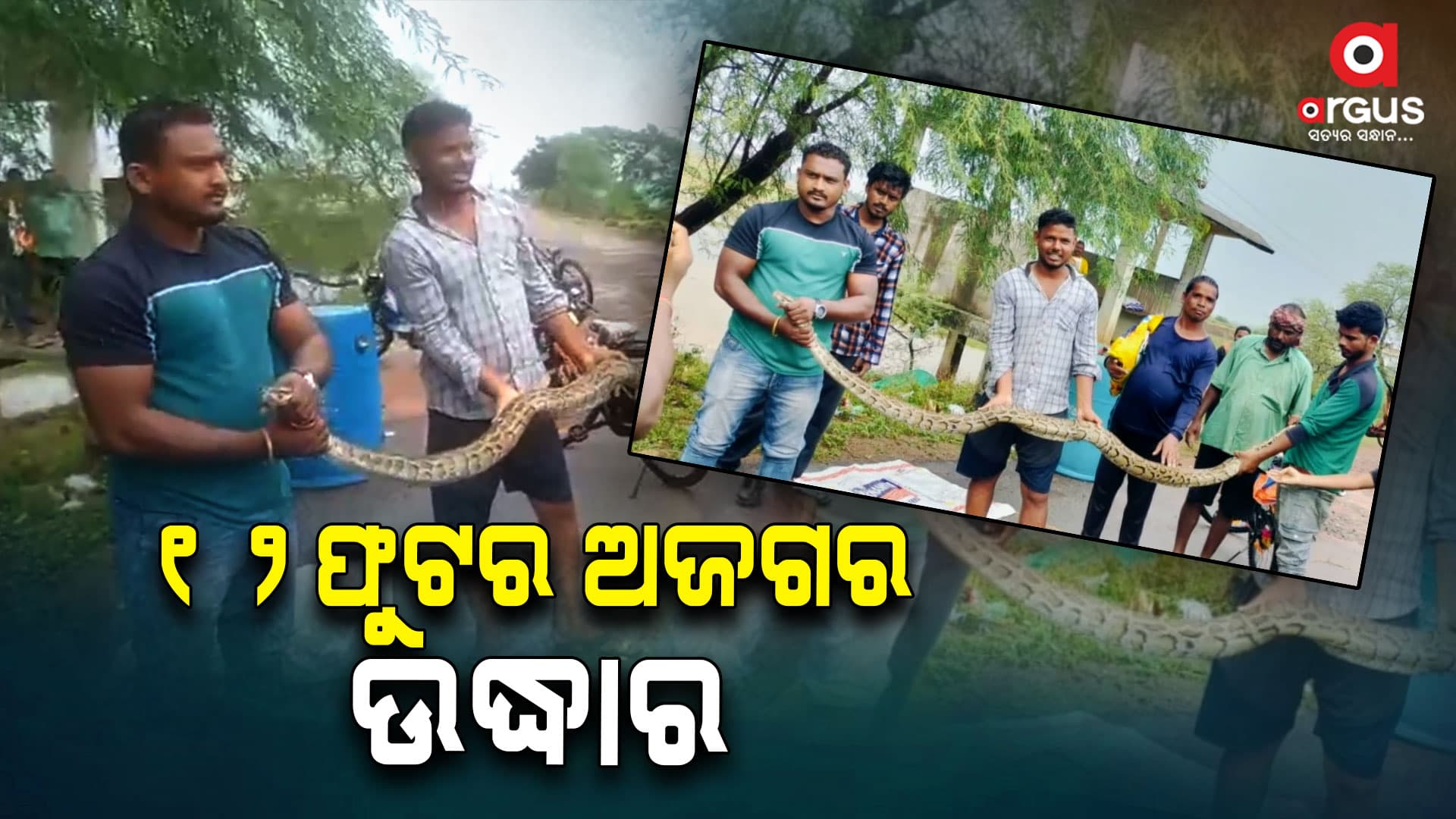  ୧୨ଫୁଟର ଅଜଗର ଉଦ୍ଧାର ହେଲା 