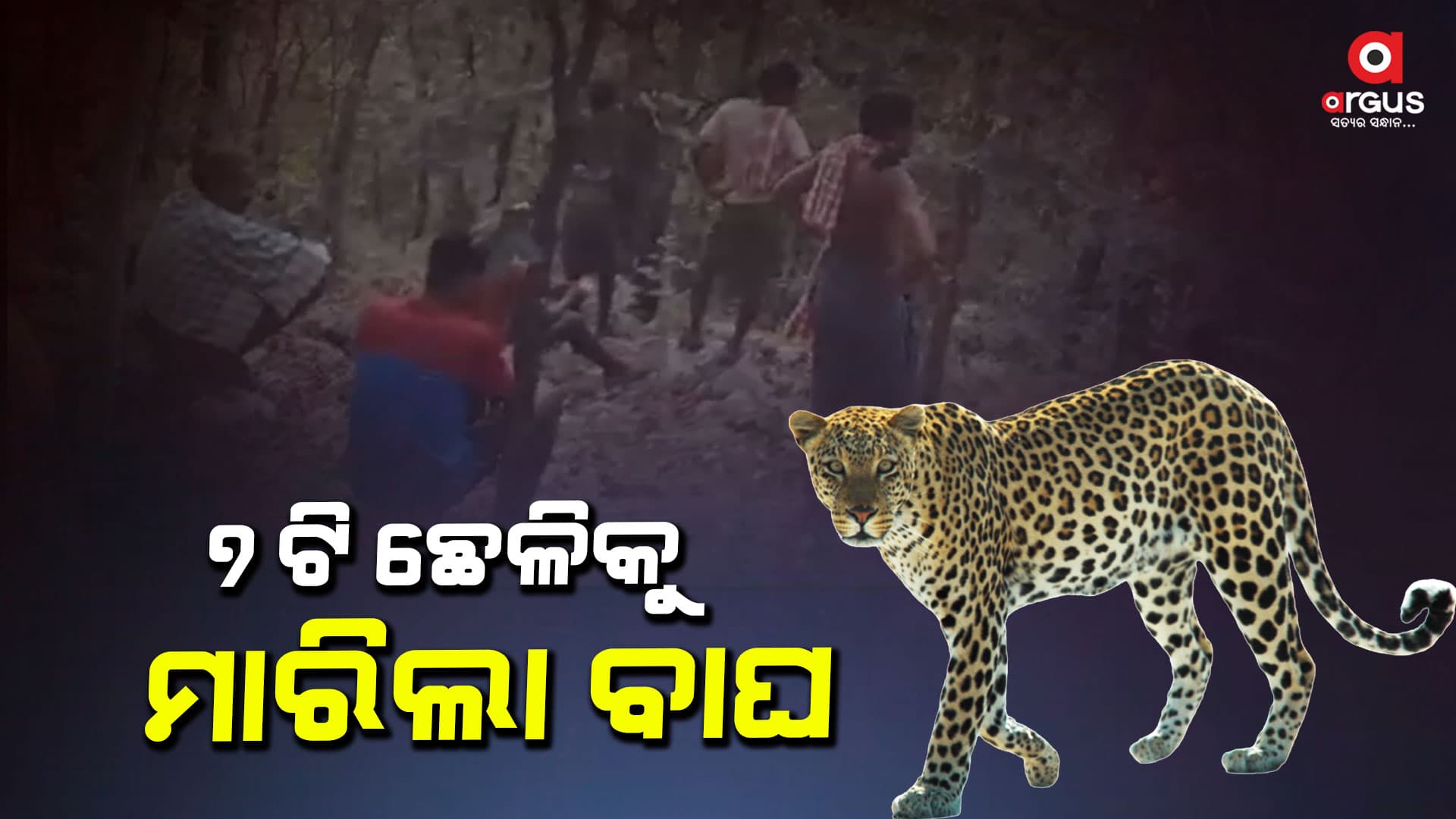 ୭ଟି ଛେଳିକୁ ମାରି ଖାଇଲା କଲରାପତରିଆ ବାଘ