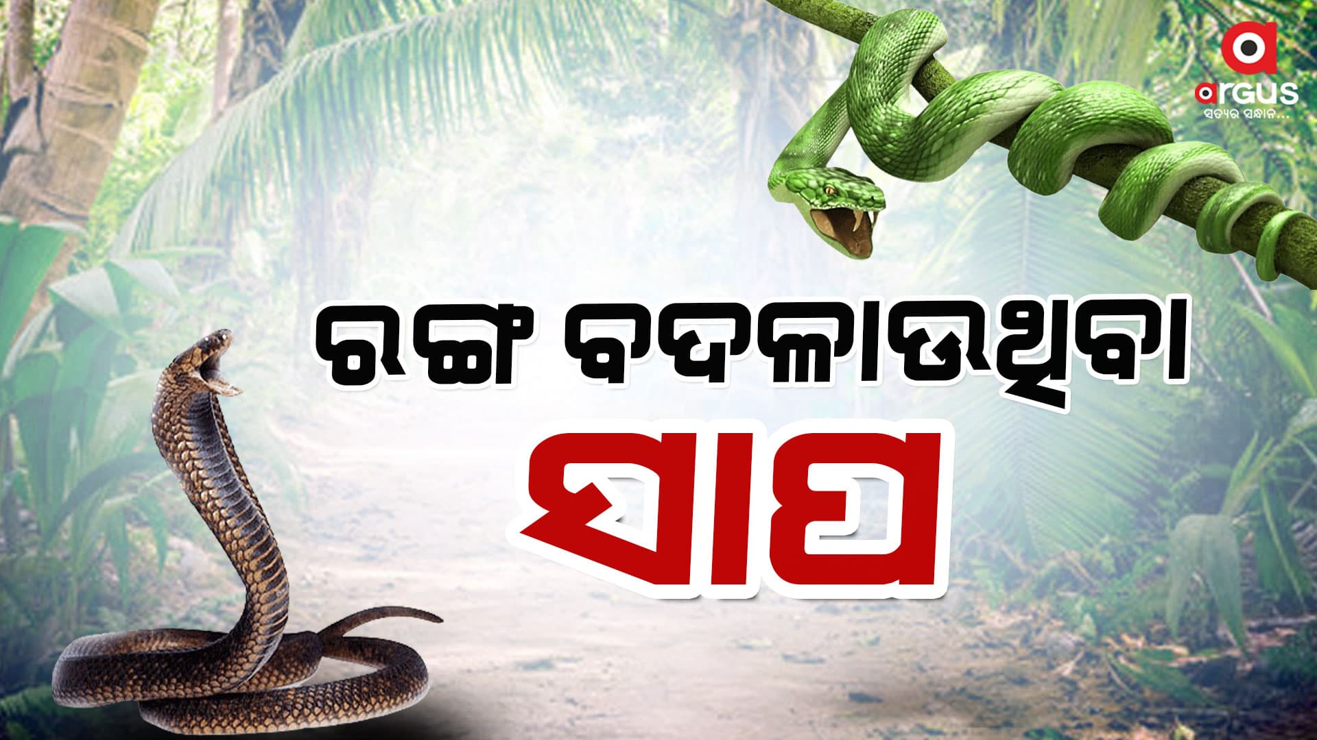  ରଙ୍ଗ ବଦଳାଇଥାଏ ଦୁନିଆର ଏକମାତ୍ର ସାପ  