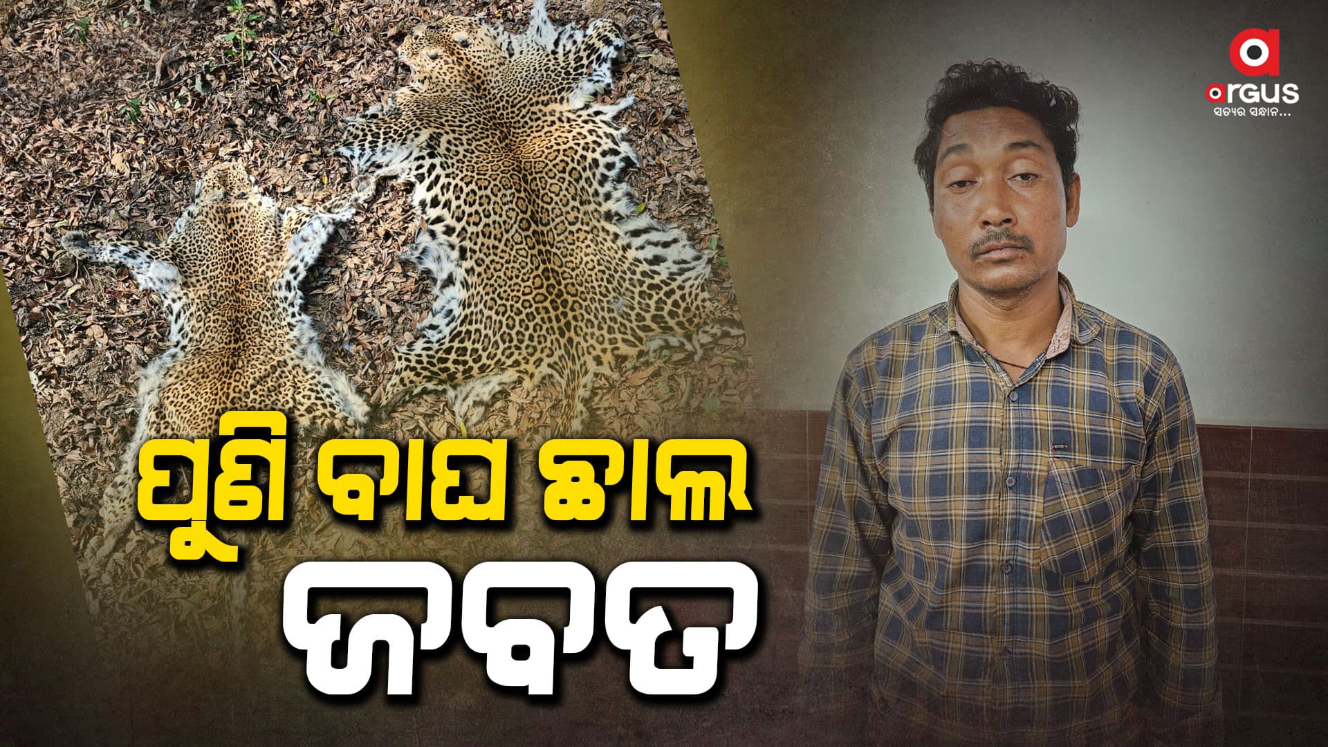 ଦୁଇଟି ବାଘ ଛାଲ ଜବତ, ଜଣେ ଗିରଫ