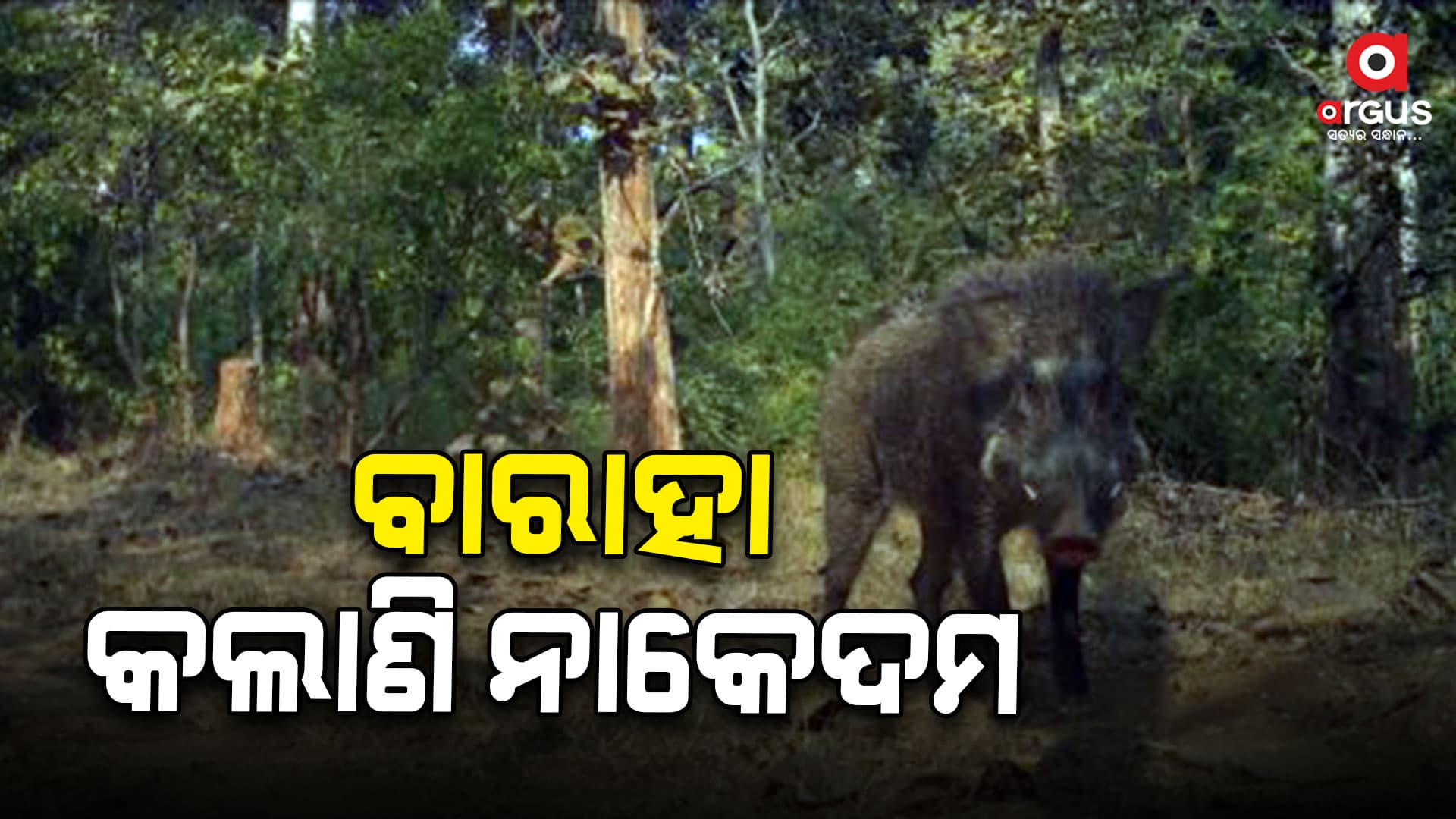 ବାରାହାକୁ କାବୁ କଲାବେଳେ ତିନି ଆହତ
