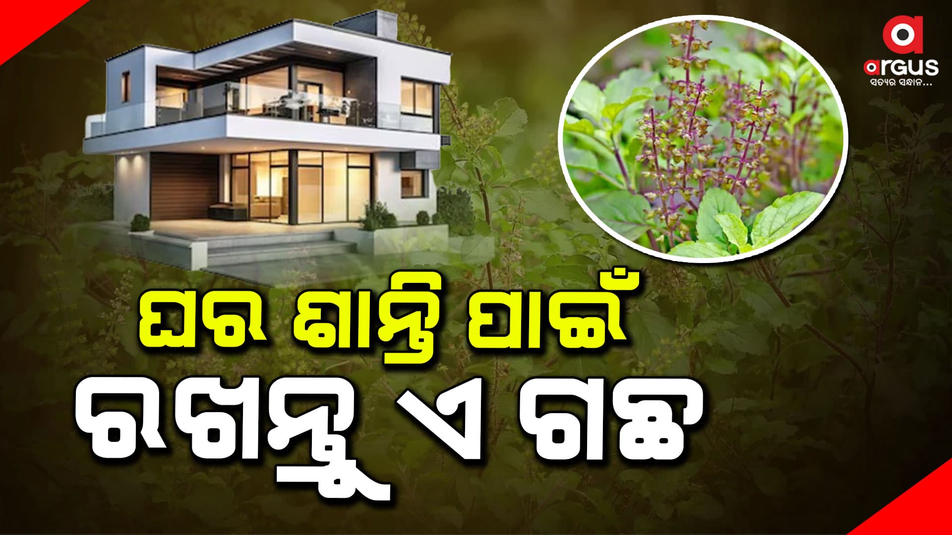 ଏହି ଗଛକୁ ଘରର ବାହାରେ ଲଗାନ୍ତୁ କେବେ ଚିନ୍ତା, ଦୁଖ ,କଷ୍ଟ ରହିବନି