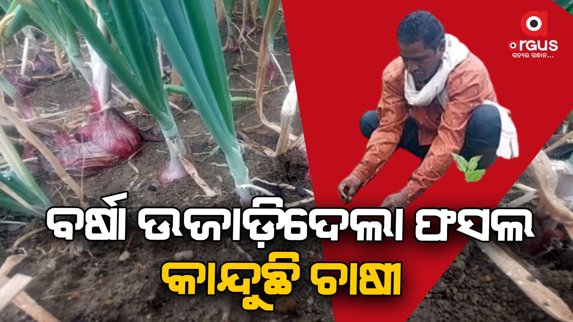 ଅଦିନିଆ କାଳବୈଶାଖୀ: ଉଜୁଡିଗଲା ଏକର ଏକର ପରିବା ଫସଲ