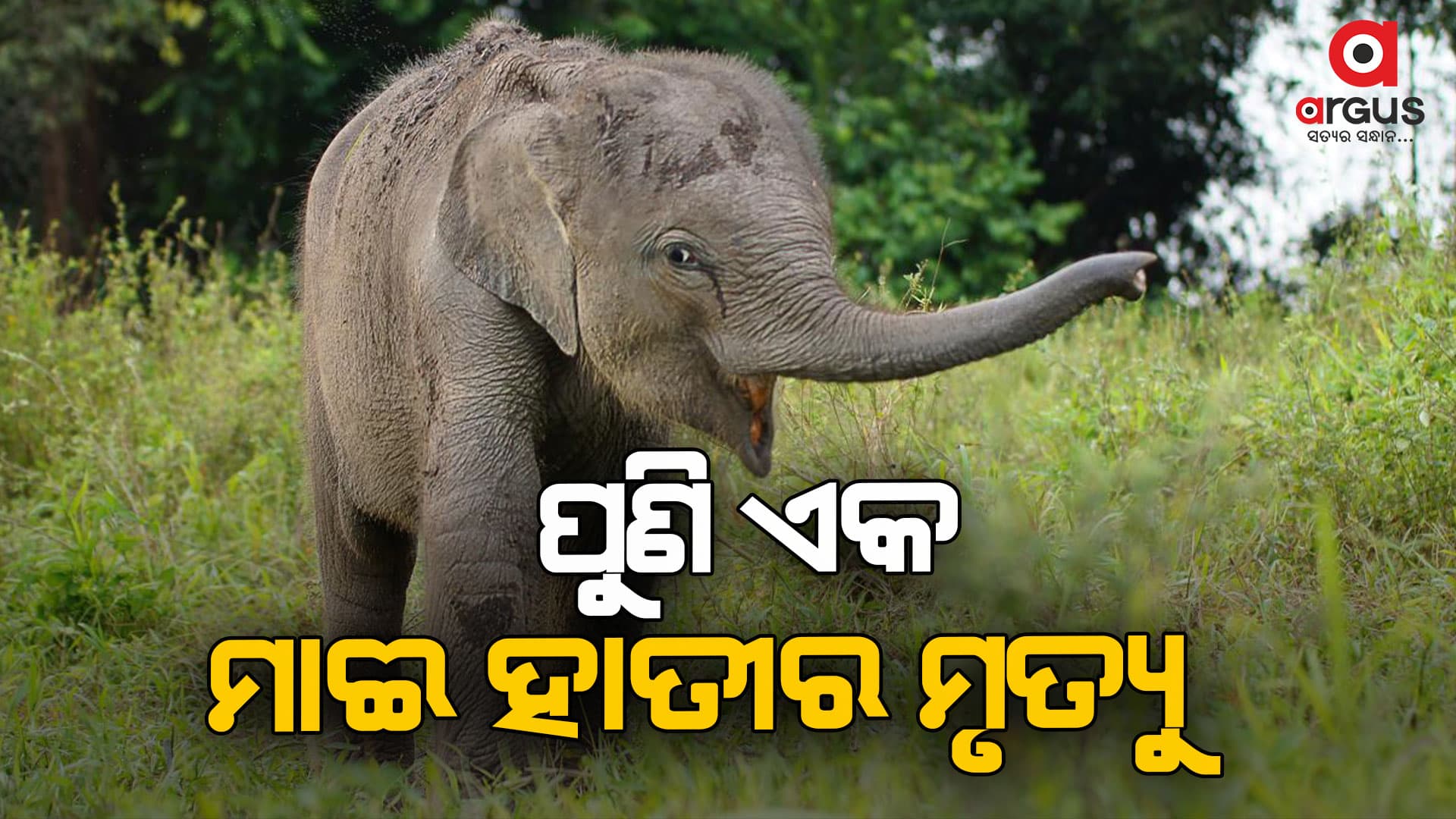 କୁଲଡିହା ଅଭୟାରଣ୍ୟରେ ଆଉ ଏକ ମାଈ ହାତୀର ମୃତ୍ୟୁ