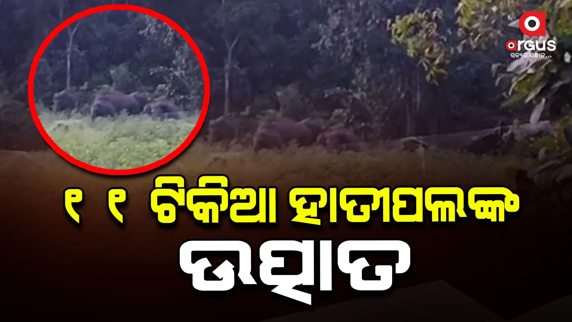 ୧୧ ଟିକିଆ ହାତୀପଲଙ୍କ ଉତ୍ପାତ 