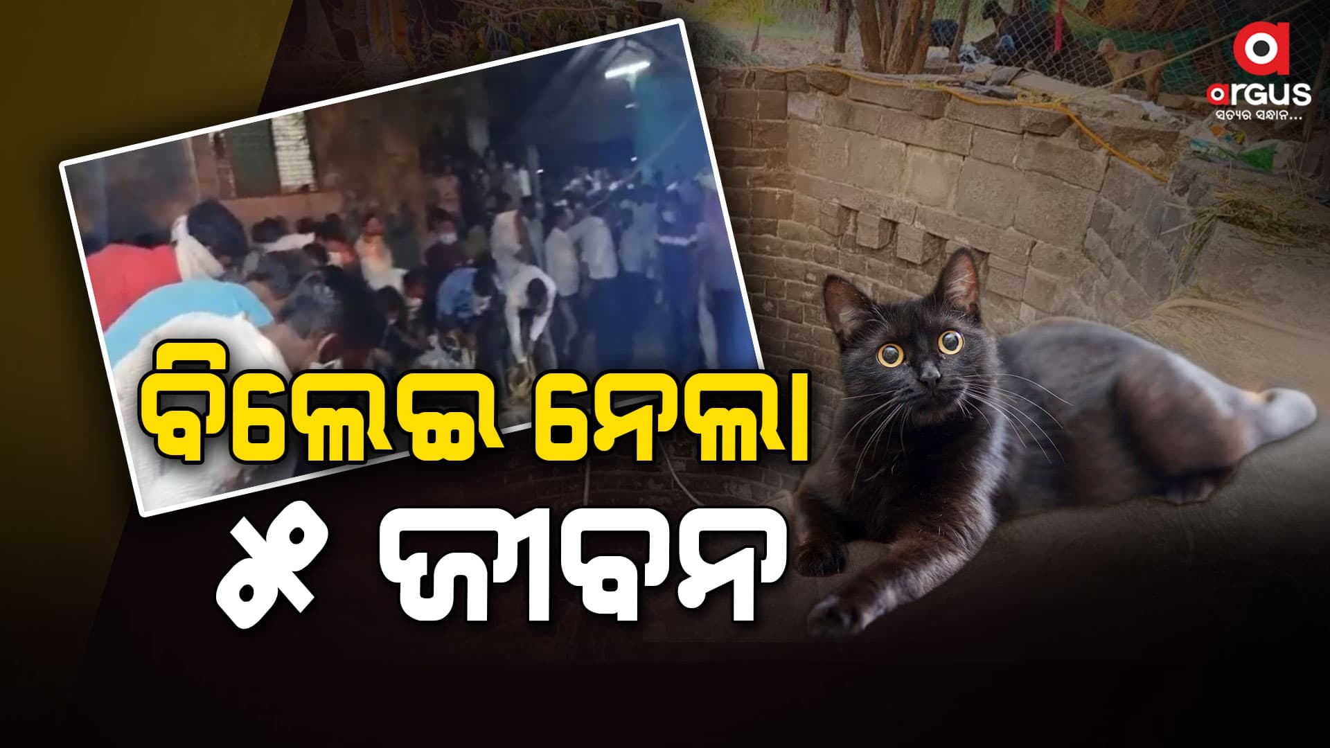କୂଅରେ ପଶିଥିଲା ବିଲେଇ, ୫ ଜଣଙ୍କର ନେଲା ଜୀବନ