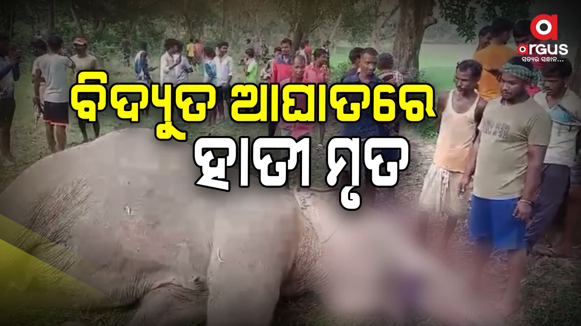 ବିଦ୍ୟୁତ ଆଘାତରେ ହାତୀ ମୃତ