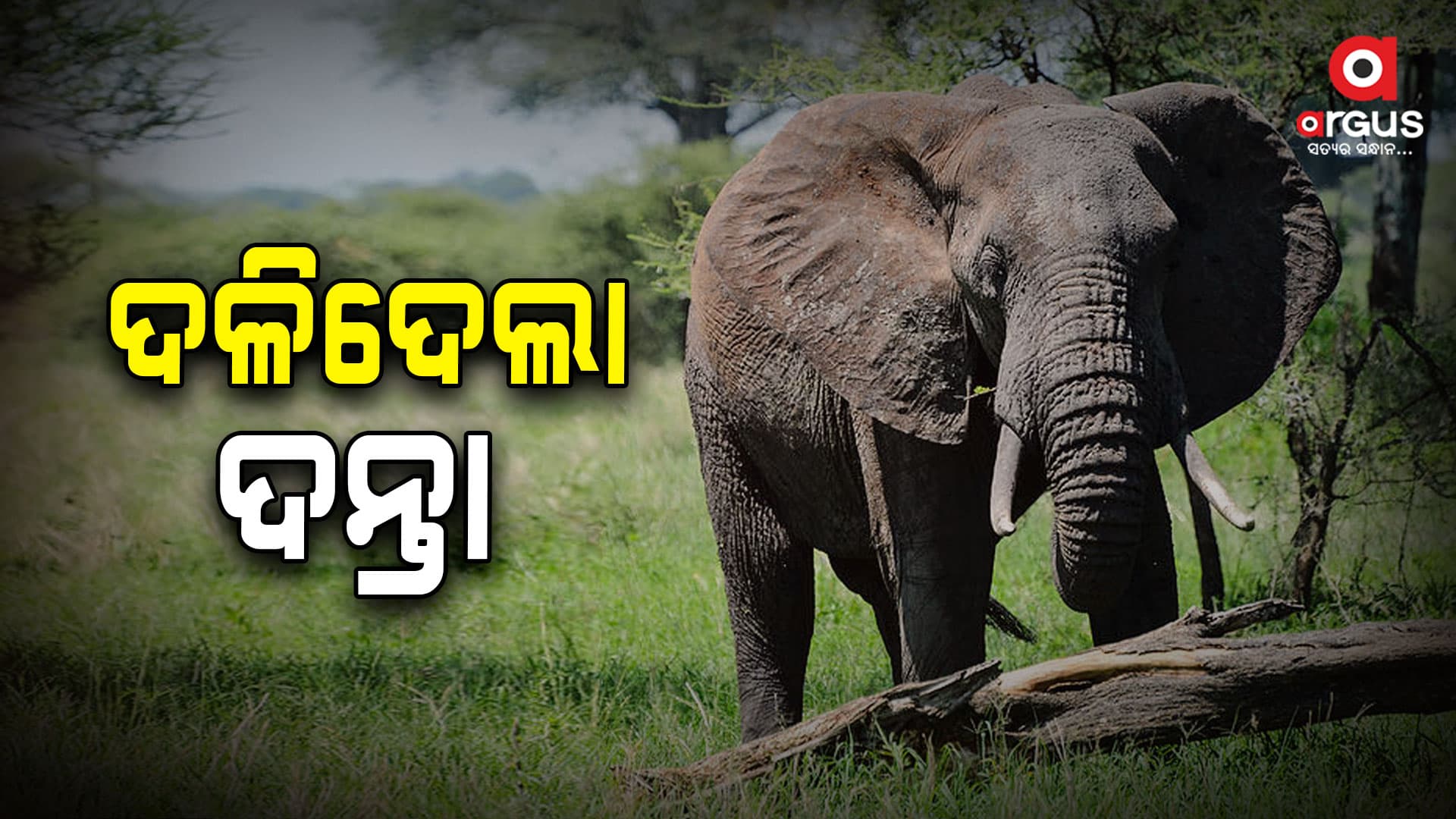 ଦନ୍ତା ହାତୀ ଆକ୍ରମଣ ରେ ଜଣେ ମୃତ