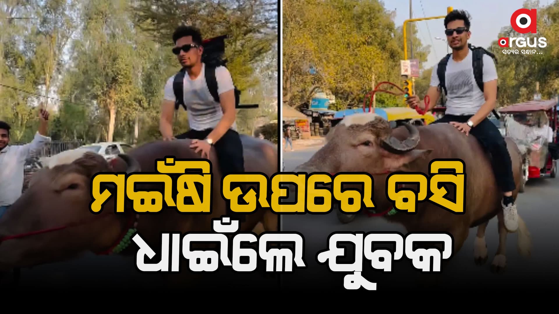 ମଇଁଷି ଉପରେ ବସି ଧାଇଁଲେ ଯୁବକ