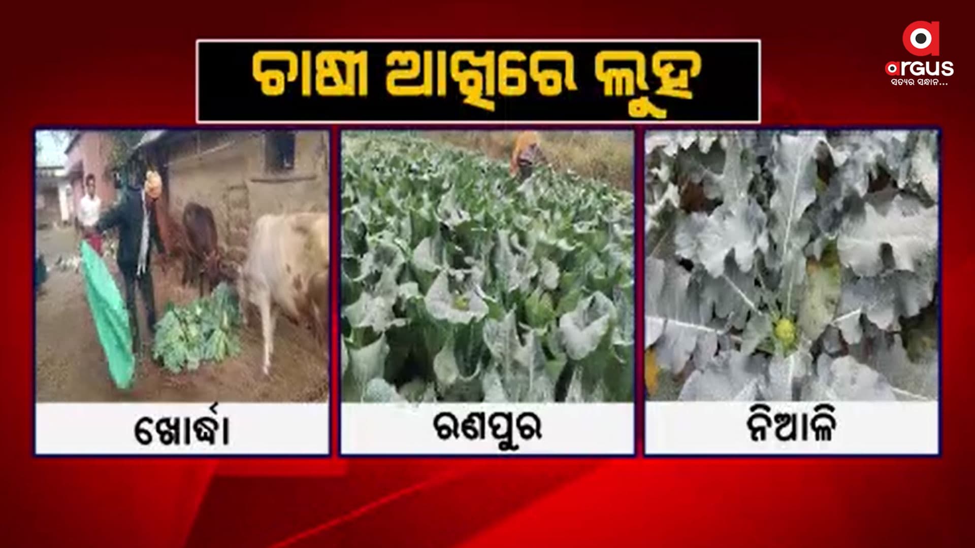 ଫୁଲ କୋବିକୁ ଗାଈକୁ ଖୁଆଉଛନ୍ତି ଚାଷୀ 
