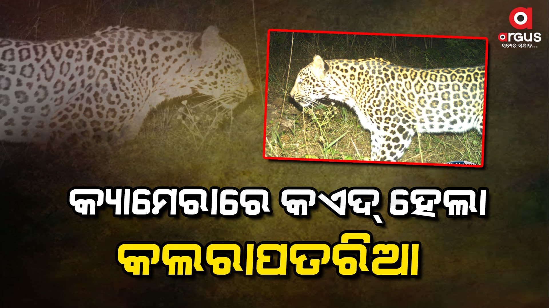  ଲଖନପୁର ପିକୋଲ ଜଙ୍ଗଲରେ କଲରାପତରିଆ ବାଘ