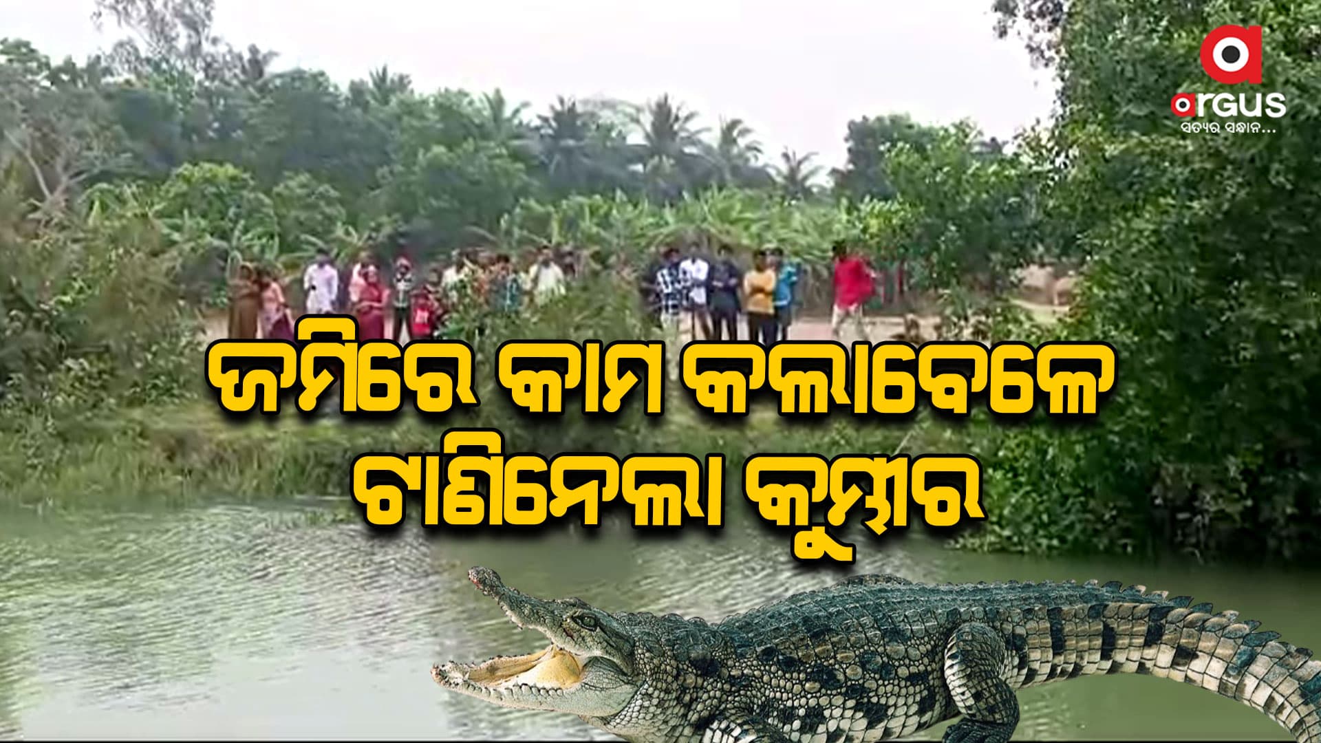 କେନ୍ଦ୍ରାପଡାରେ ପୁଣି ଟାଣିନେଲା କୁମ୍ଭୀର