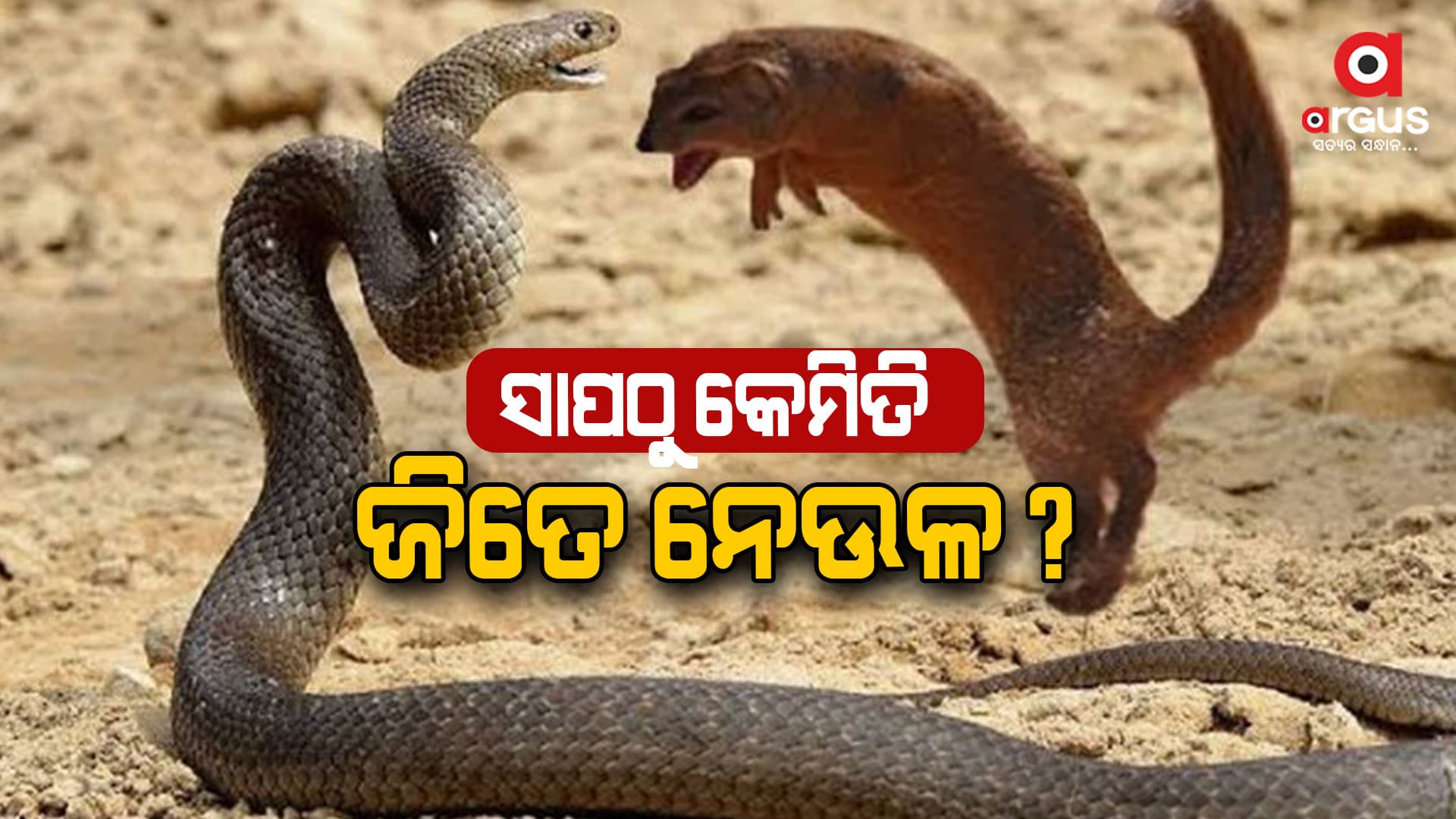 ସାପ ବିଷ ନେଉଳ ଉପରେ କିପରି ପ୍ରଭାବ ପକାଏ ନାହିଁ