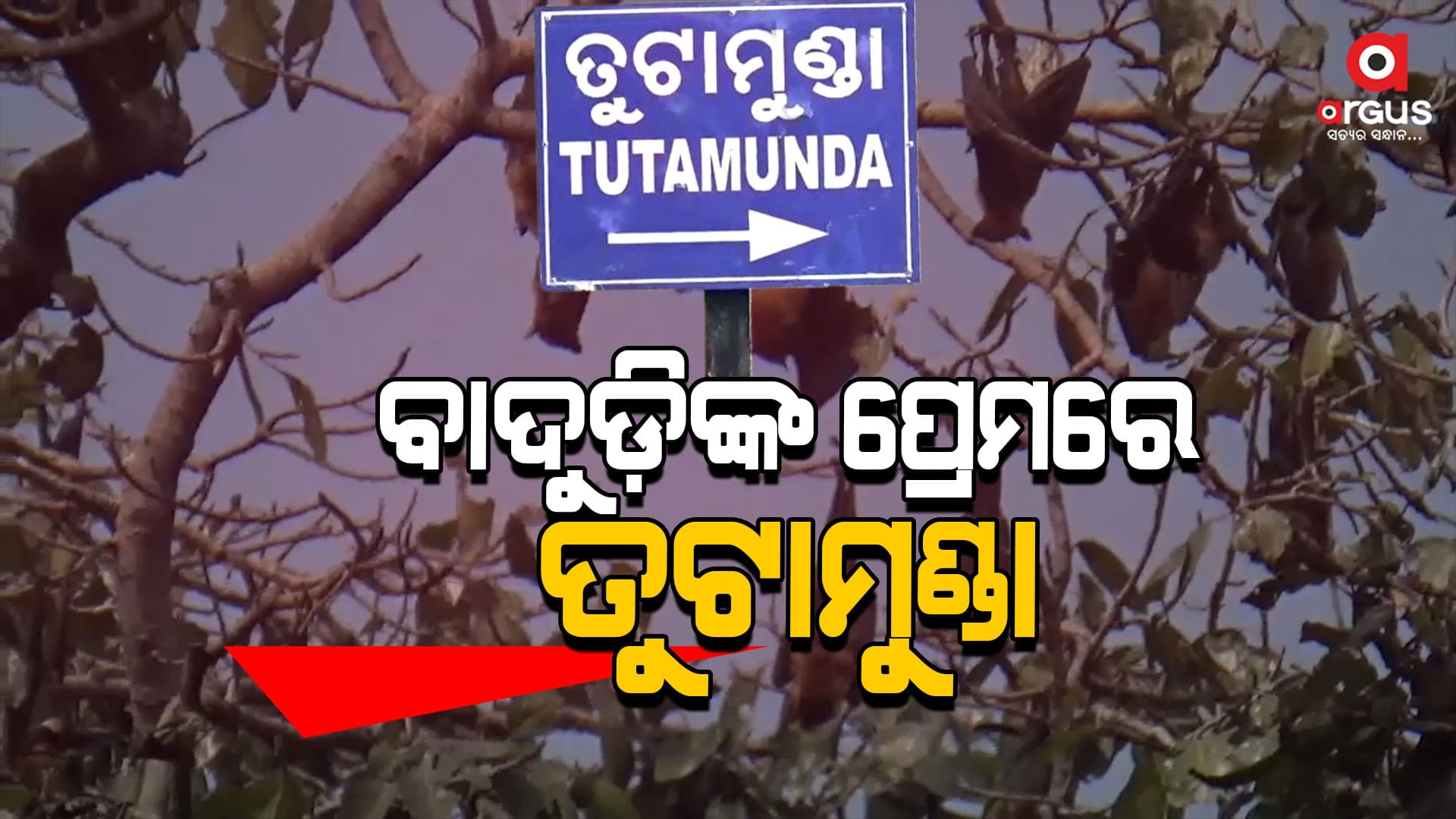 ବାଦୁଡ଼ିଙ୍କ ପ୍ରେମରେ ତୁଟାମୁଣ୍ଡା ଗାଁ, ସୁରକ୍ଷା ଦେଉଛନ୍ତି ଗାଁର ପ୍ରତି ପରିବାର