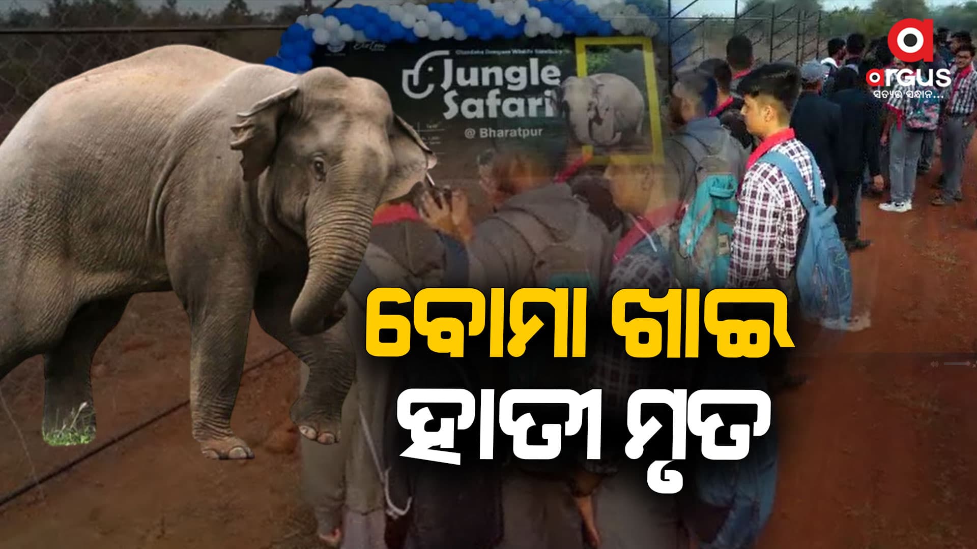 ଶିକାର ପାଇଁ ଖାଦ୍ୟରେ ଲଗାଯାଇଥିଲା ବୋମା, ଖାଇଦେଲା ହାତୀ