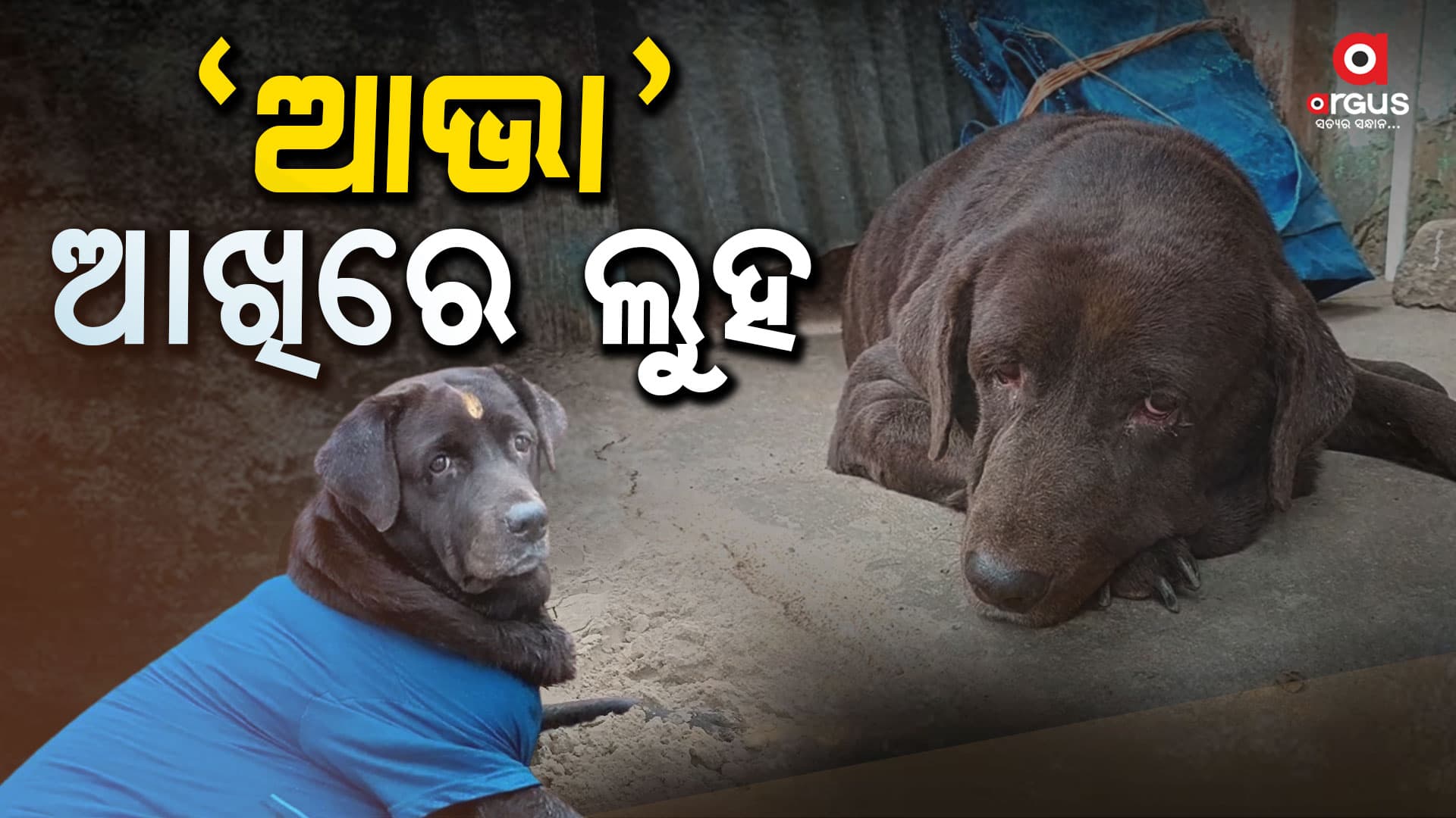 ମାଲିକାଣୀଙ୍କ ମୃତ୍ୟୁ ପରେ ଝୁରୁଛି 'ଆଭା'