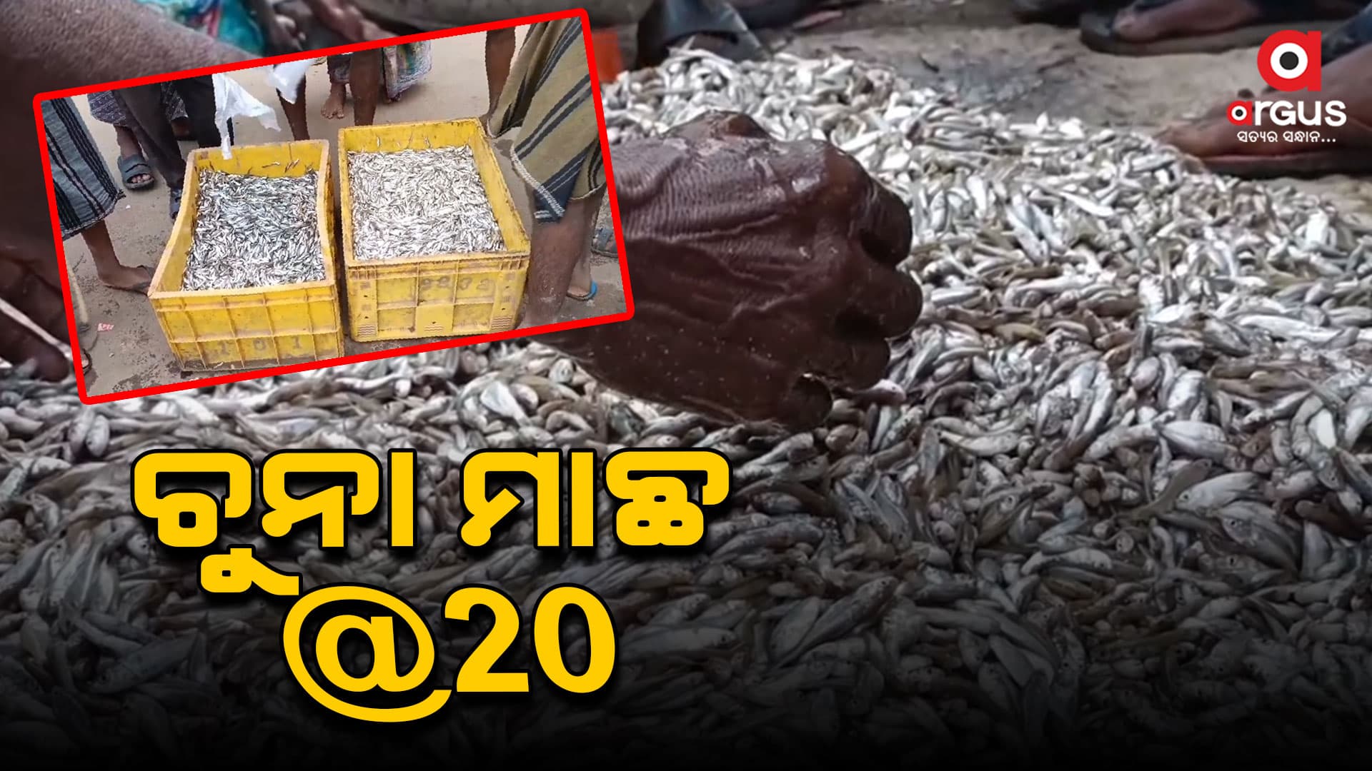ଶସ୍ତାରେ ମିଳୁଛି ଚୁନା ମାଛ