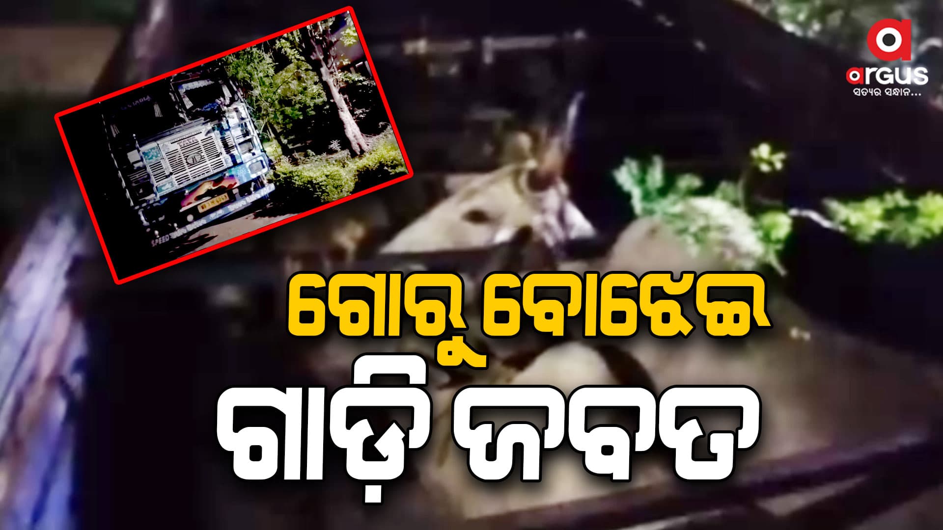 ୫୦ରୁ ଅଧିକ ଗୋରୁଙ୍କୁ ଉଦ୍ଧାର କଲା ପୋଲିସ୍‌ 