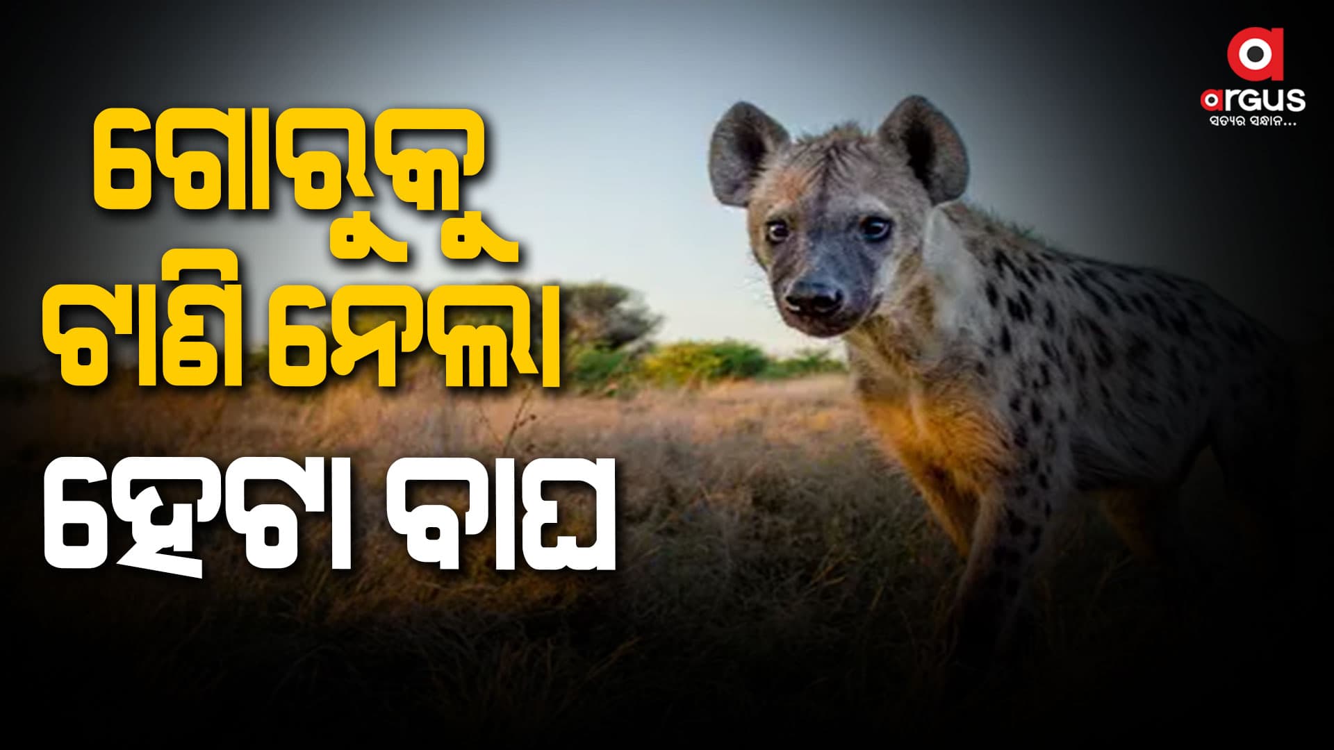   ହେଟା ବାଘ ଆକ୍ରମଣରେ ଗୋରୁ ମୃତ, ଭୟରେ ଗ୍ରାମବାସୀ