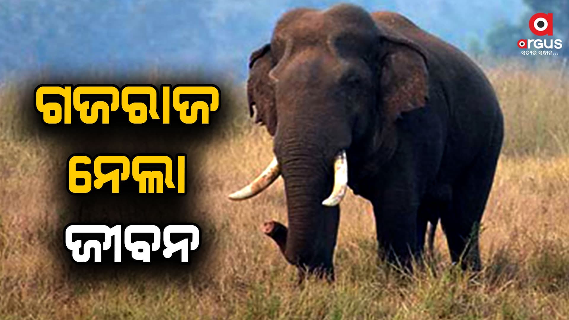 ପୁଣି ଦନ୍ତା ନେଲା ଯୁବକଙ୍କ ଜୀବନ