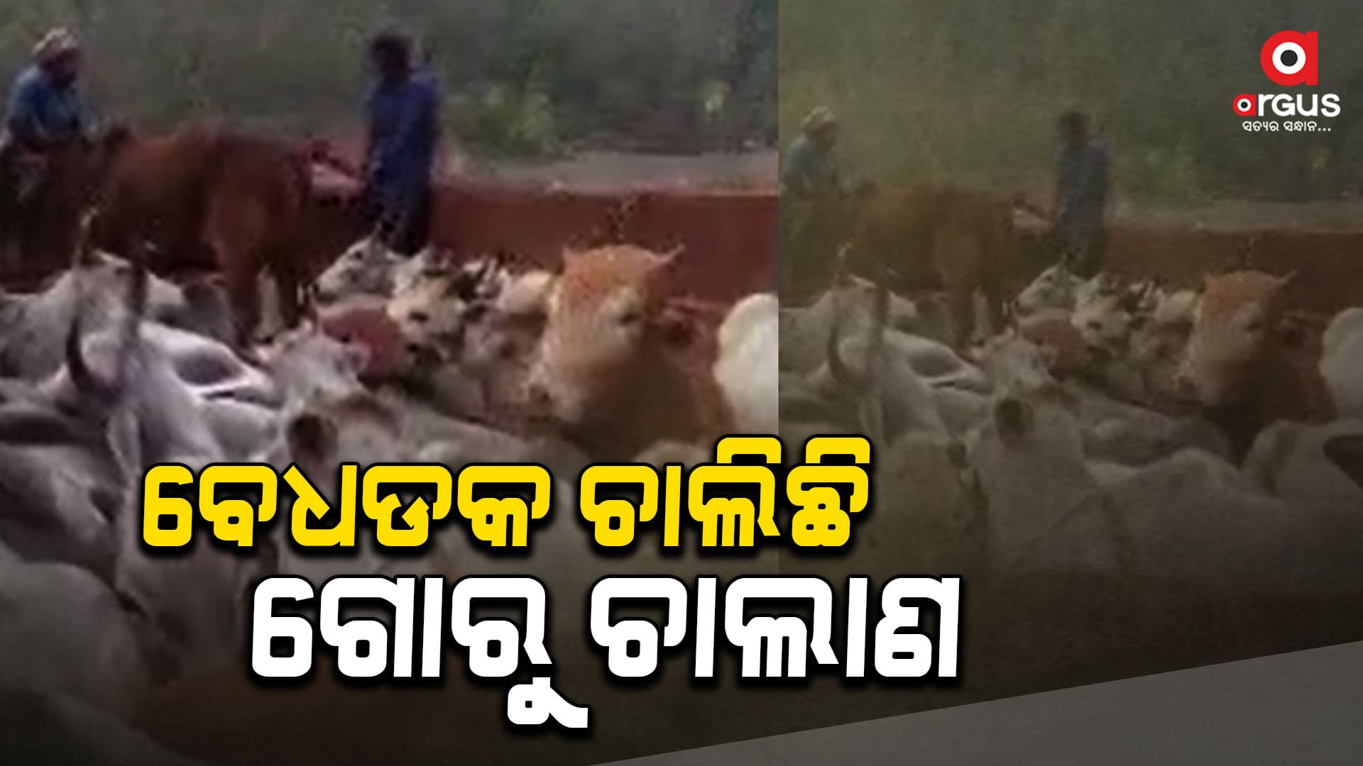 ୨ଟି ଗୋରୁ ବୋଝେଇ କଣ୍ଟେନର ଜବତ, ପୋଲିସର ତଦନ୍ତ ଆରମ୍ଭ
