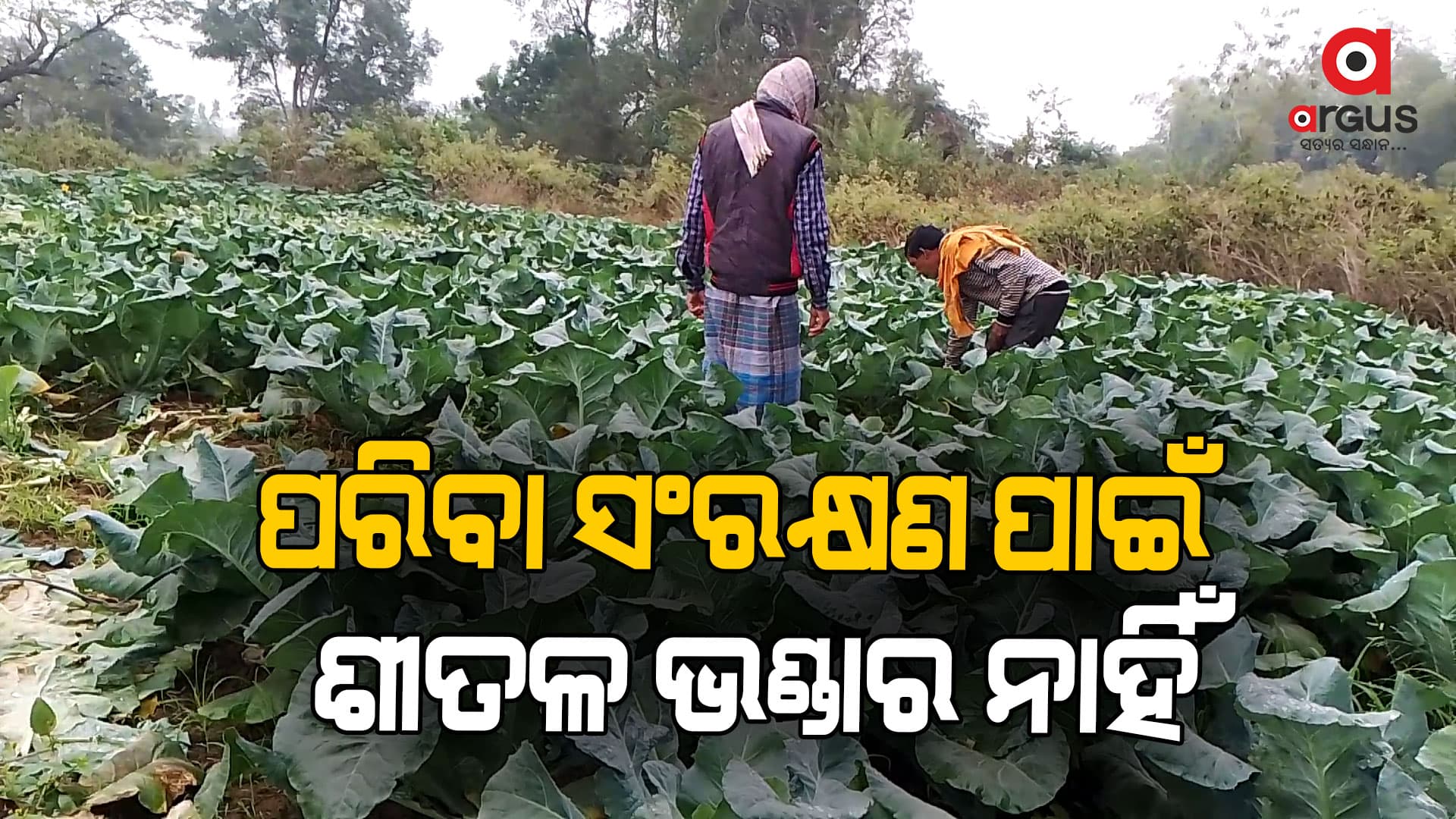 ବର୍ଷା ଦାଉରୁ ବିଲରେ ସଢୁଛି ଶହ ଶହ କୋବି