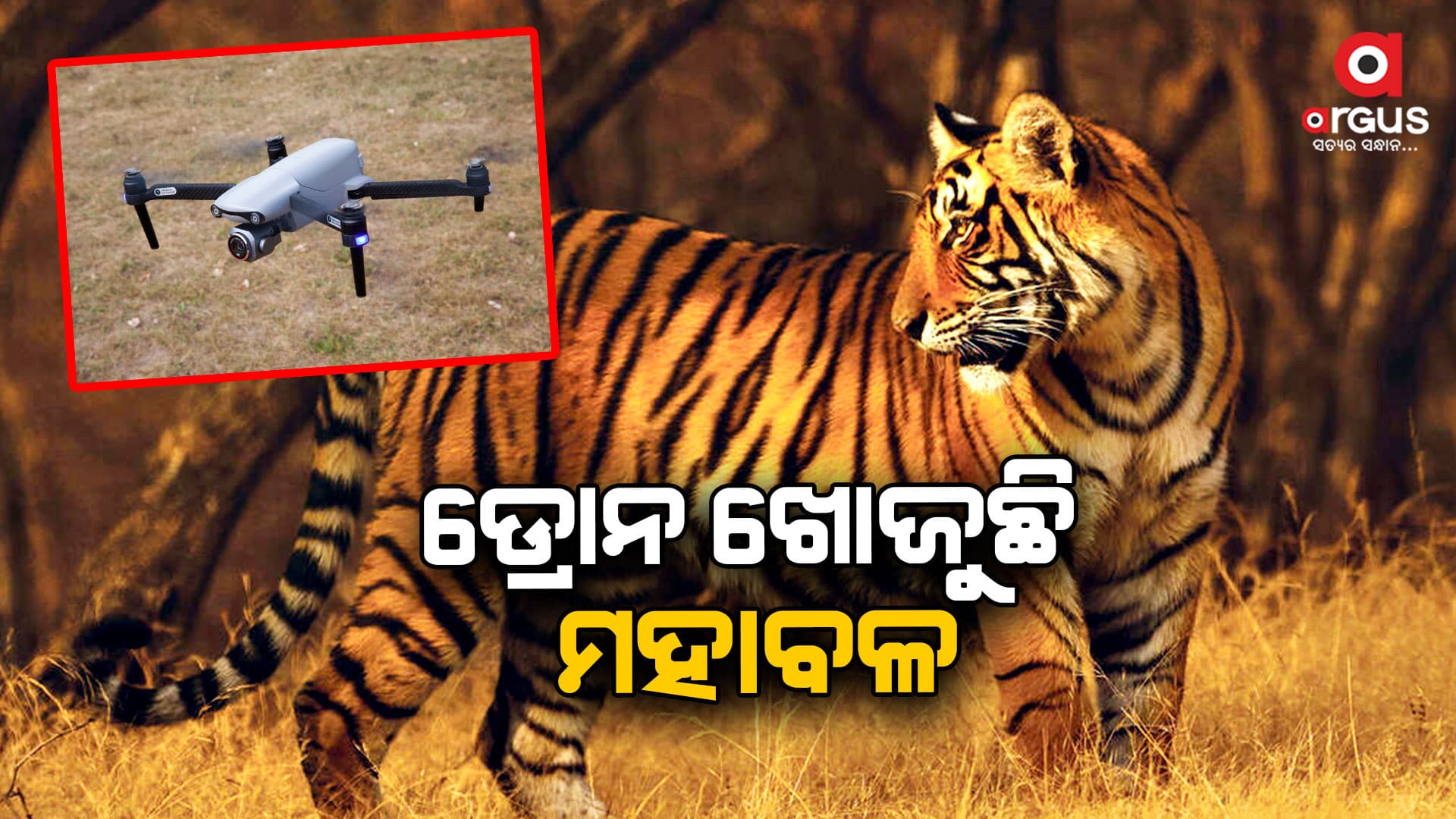 ଡ୍ରୋନ୍ ଖୋଜୁଛି ମହାବଳ ବାଘ