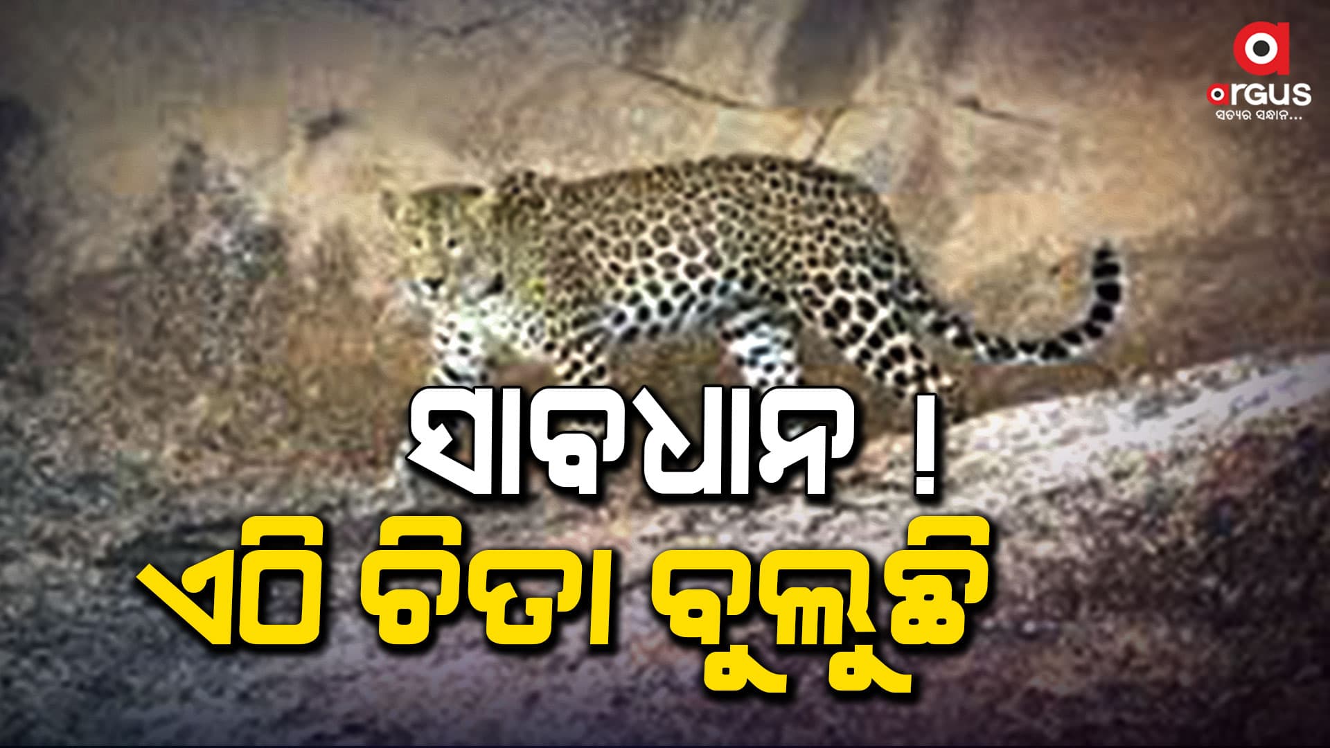 ରାଜସ୍ଥାନର ସିମରା ଗାଁରେ ବୁଲୁଛି ଚିତାବାଘ