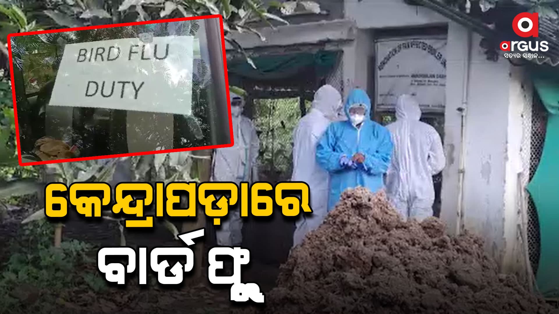 କେନ୍ଦ୍ରାପଡ଼ାରେ ବାର୍ଡ ଫ୍ଲୁ , ବଢିଲା ଚିନ୍ତା 