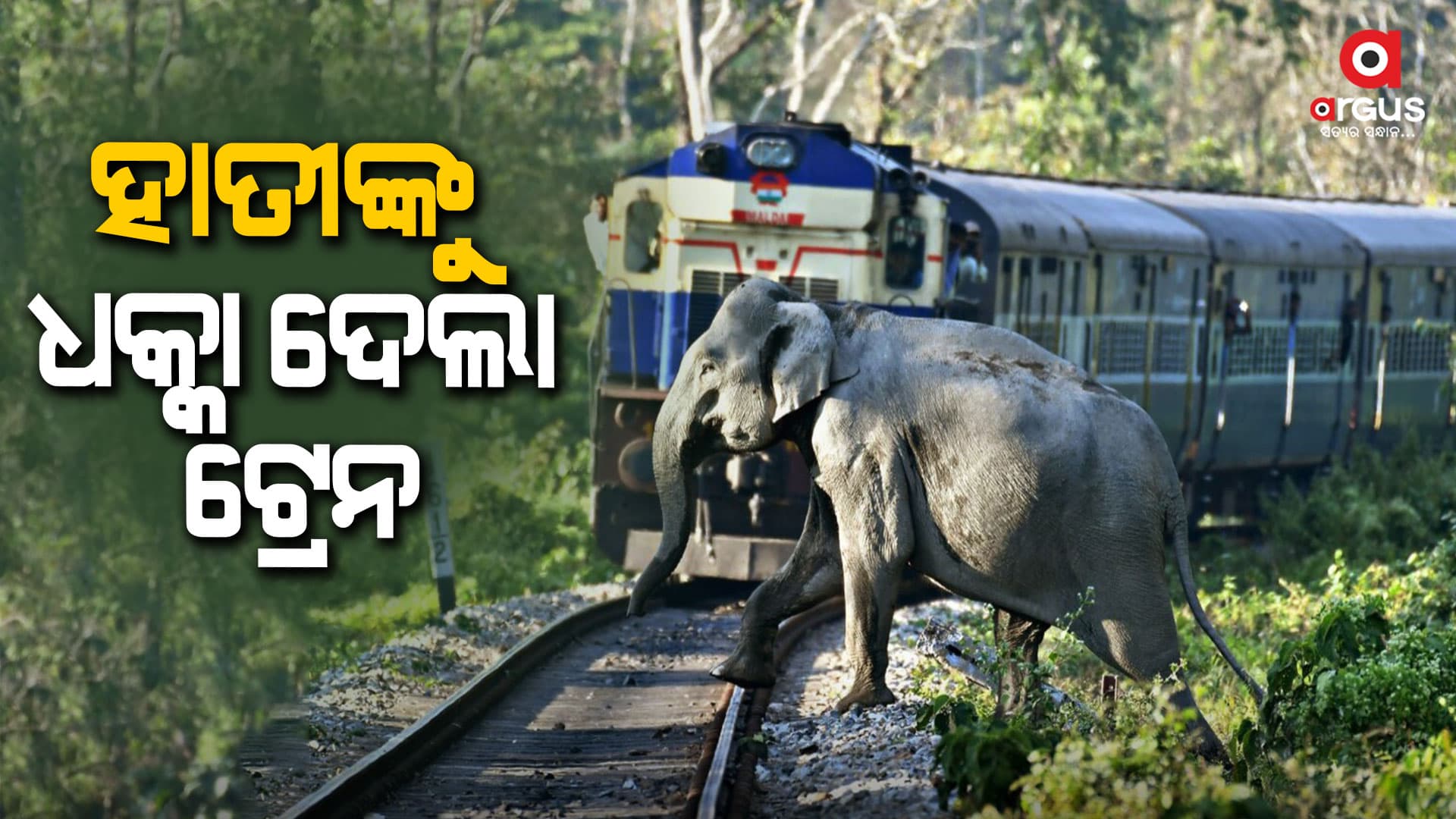 ପଶ୍ଚିମବଙ୍ଗ: ଟ୍ରେନ ଧକ୍କାରେ ୩ ହାତୀ ମୃତ