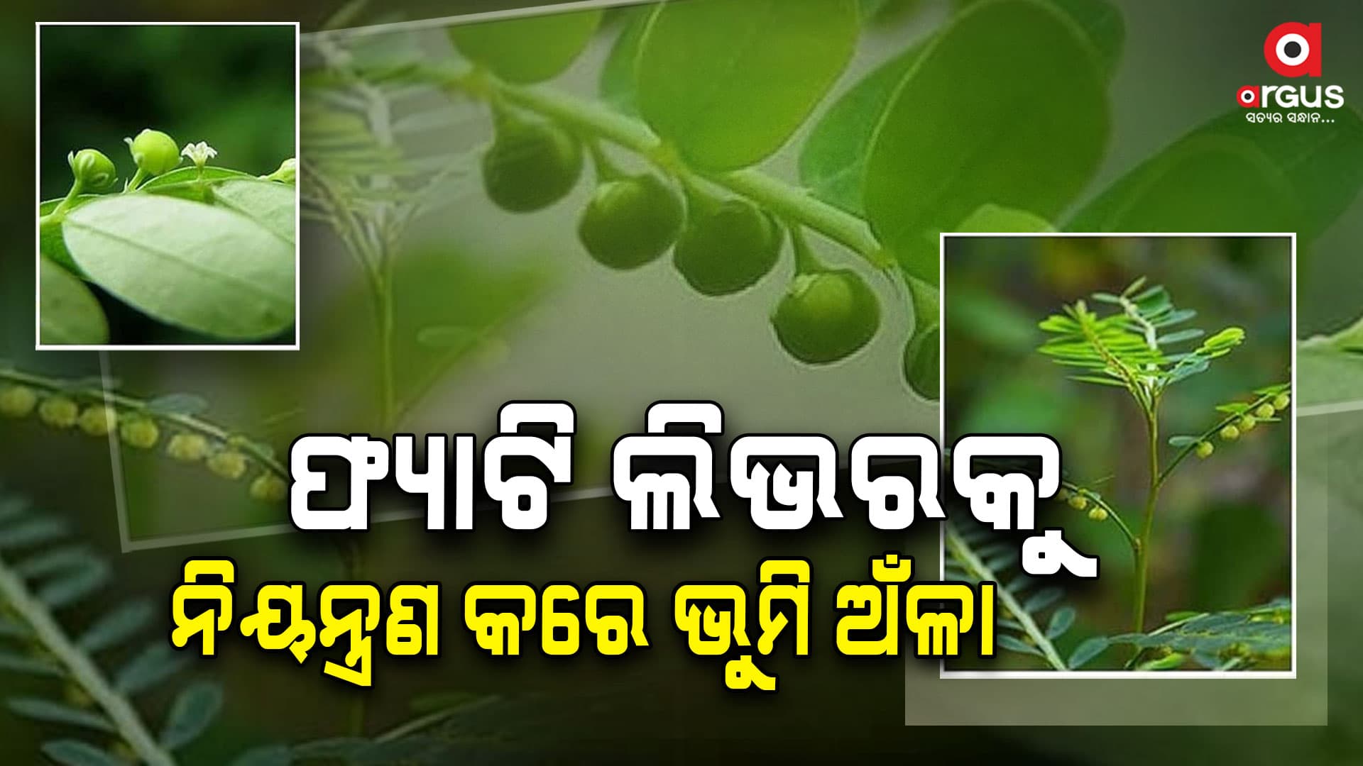 ଏହି ଉଦ୍ଭିଦଗୁଡ଼ିକ ଫ୍ୟାଟି ଲିଭରକୁ ନିୟନ୍ତ୍ରଣ କରେ