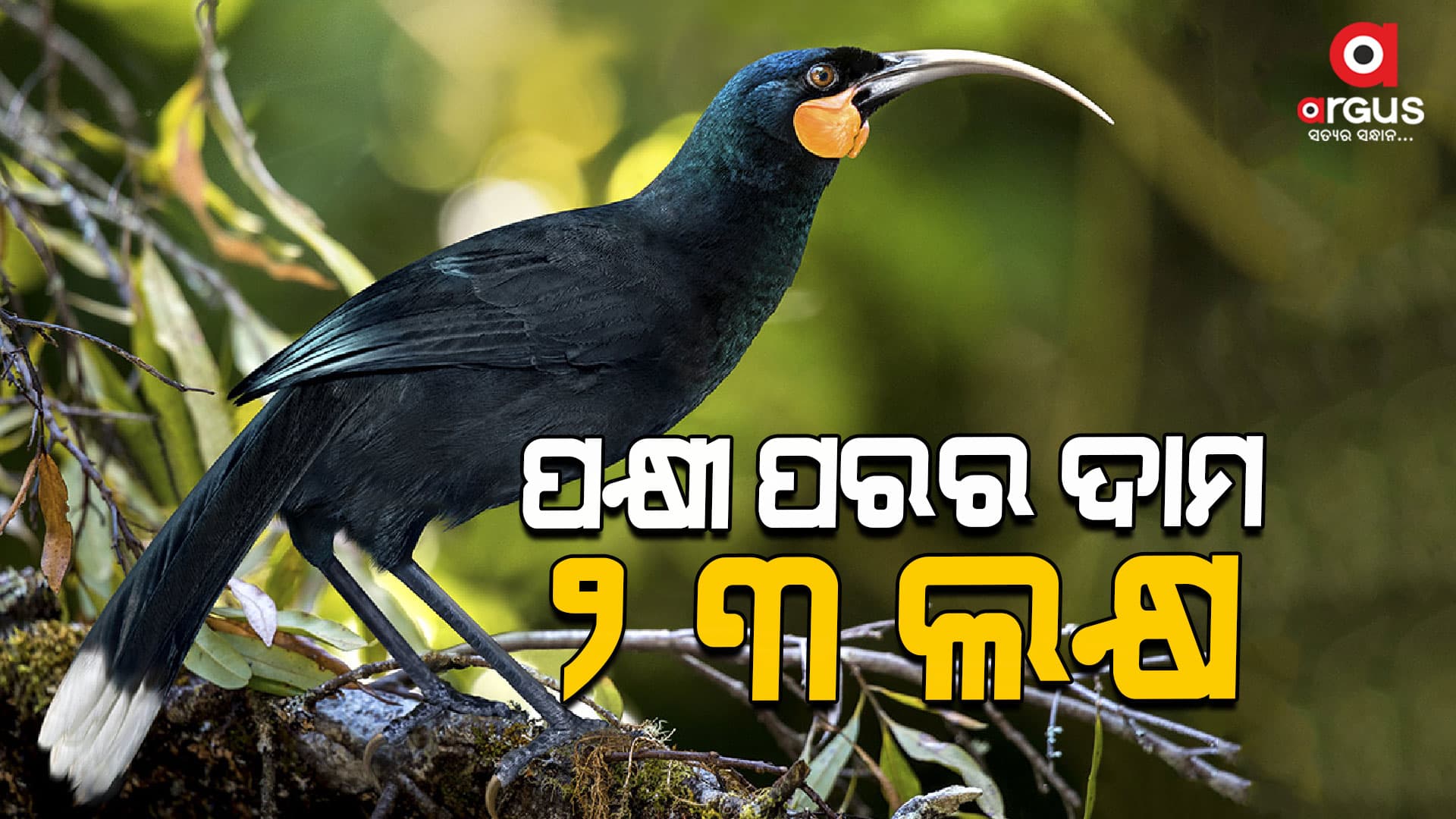ଦୁନିଆର ସବୁଠାରୁ ମହଙ୍ଗା  ହୁଇୟ  ପକ୍ଷୀର ପର