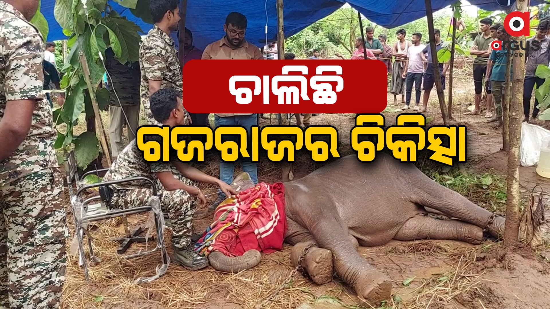 ବିଷାକ୍ତ ଖାଦ୍ୟ ଖାଇ ହାତୀଛୁଆ ଅସୁସ୍ଥ
