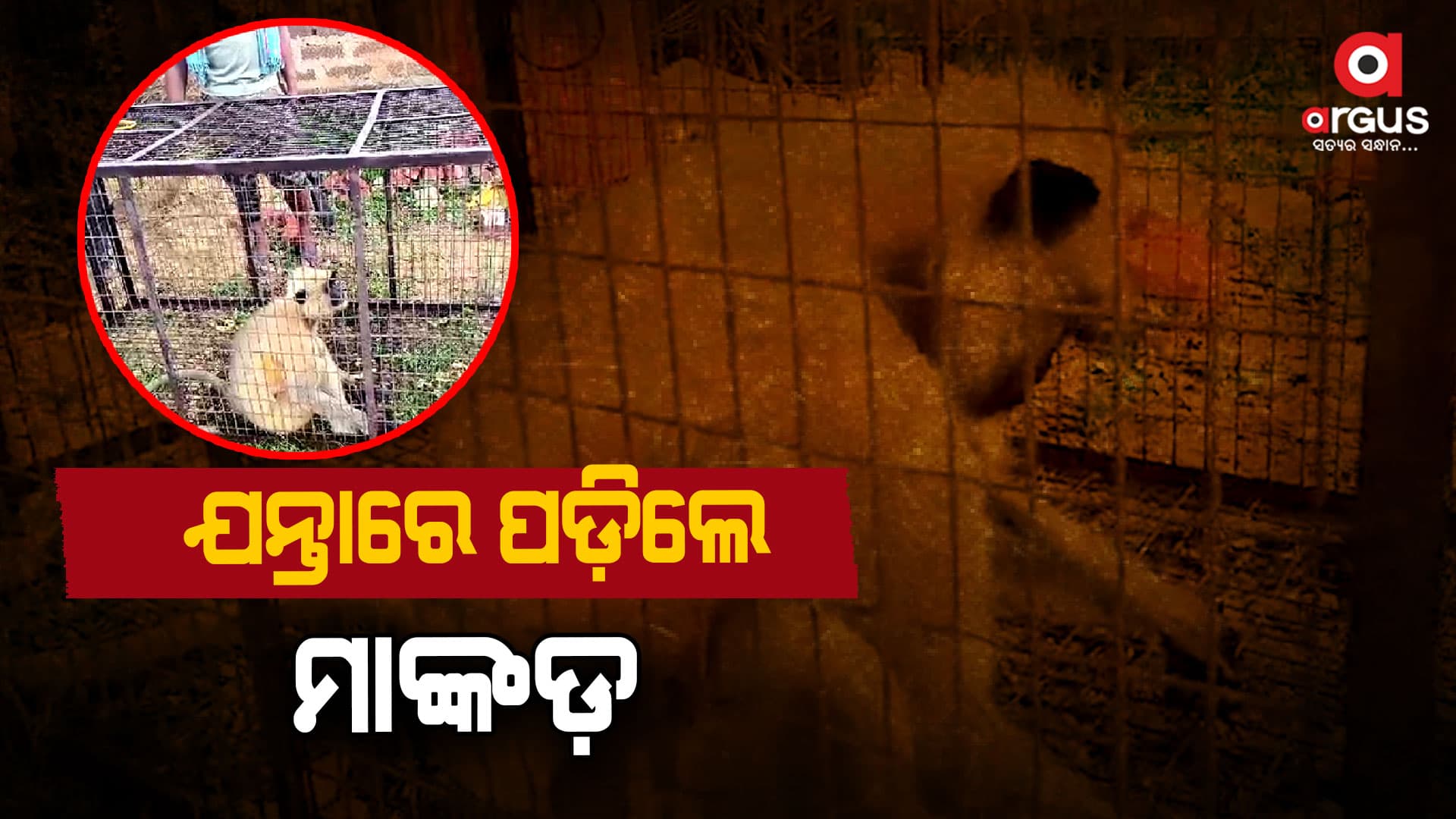 ମାଙ୍କଡ଼ କାମୁଡ଼ାରେ ୪ ଆହତ