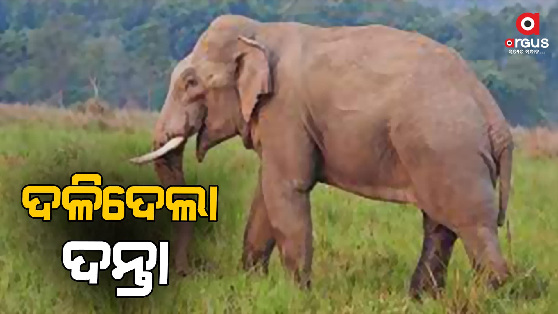 ଦଳିଦେଲା ଦନ୍ତା, ୨ ମୃତ